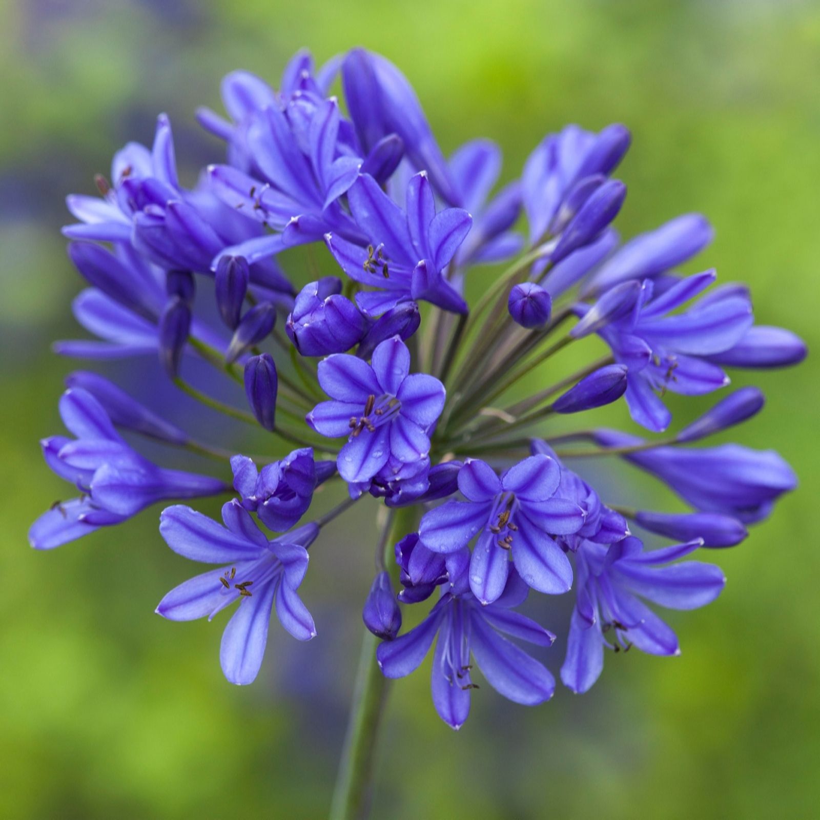 Yougarden Blue You Garden Agapanthus Brilliant 3L Pots X 2