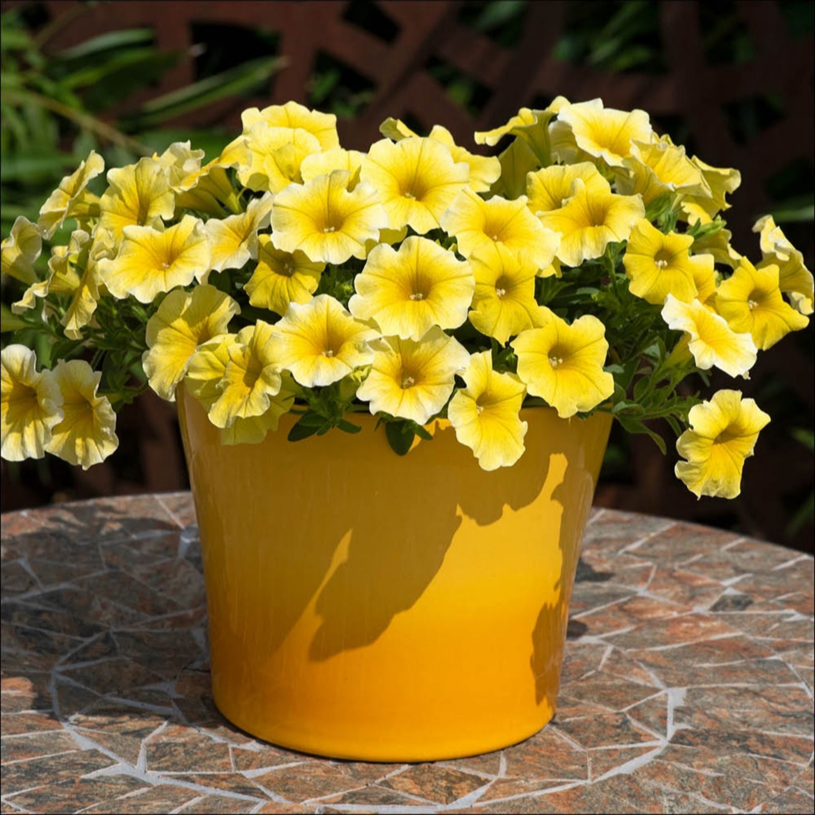 Yougarden Yellow Petunia Petchoa 'Caliburst ' Garden Ready Plants X20