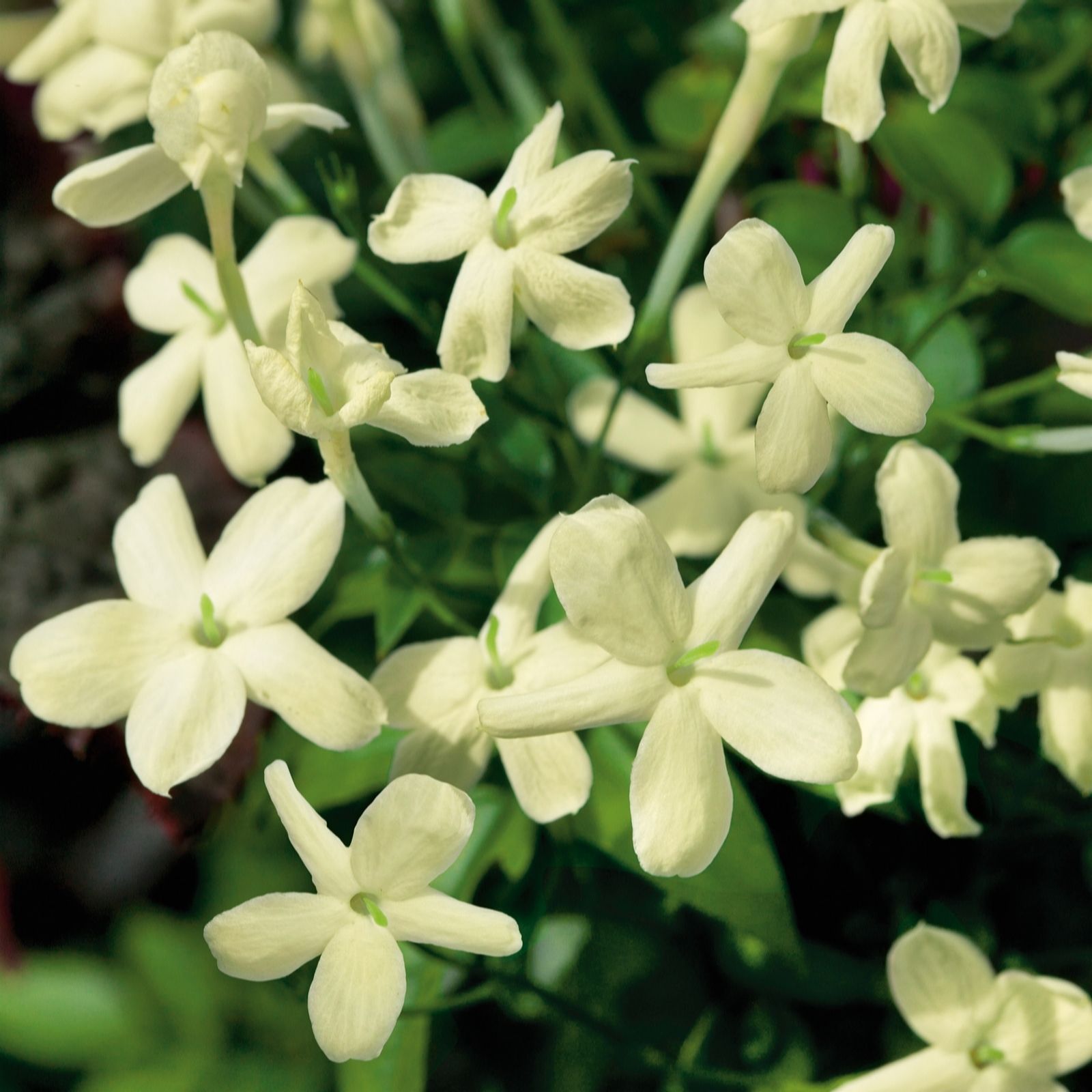 Plants 2 Gardens Yellow/Cream Plants2gardens Jasmine Pair 2 X 3Ltr