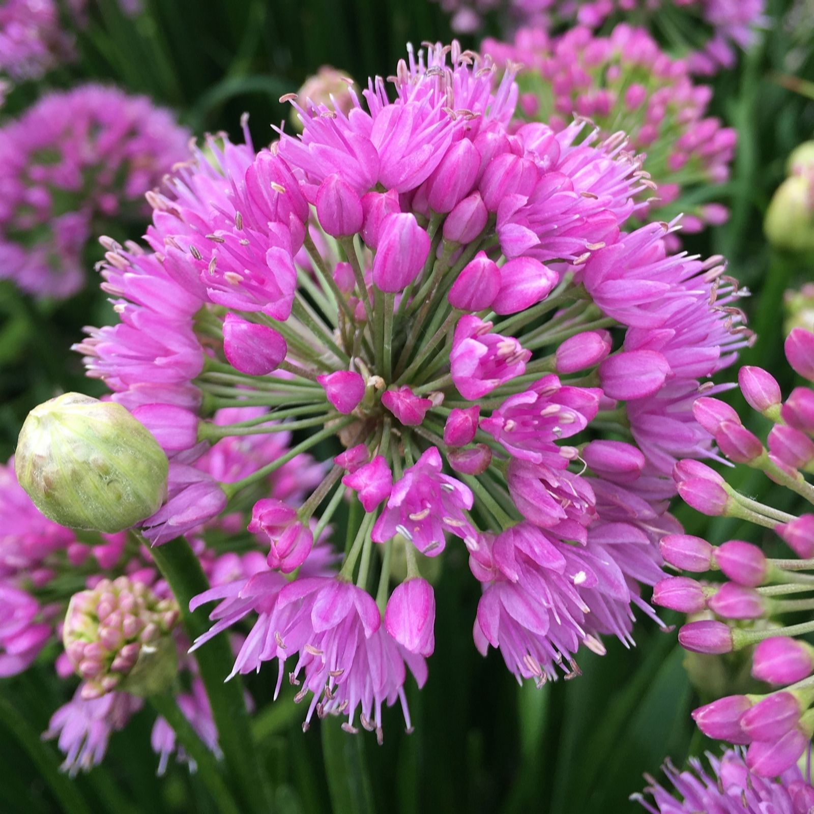 Richard Jackson Pink Allium Millenium 2.3L Pot