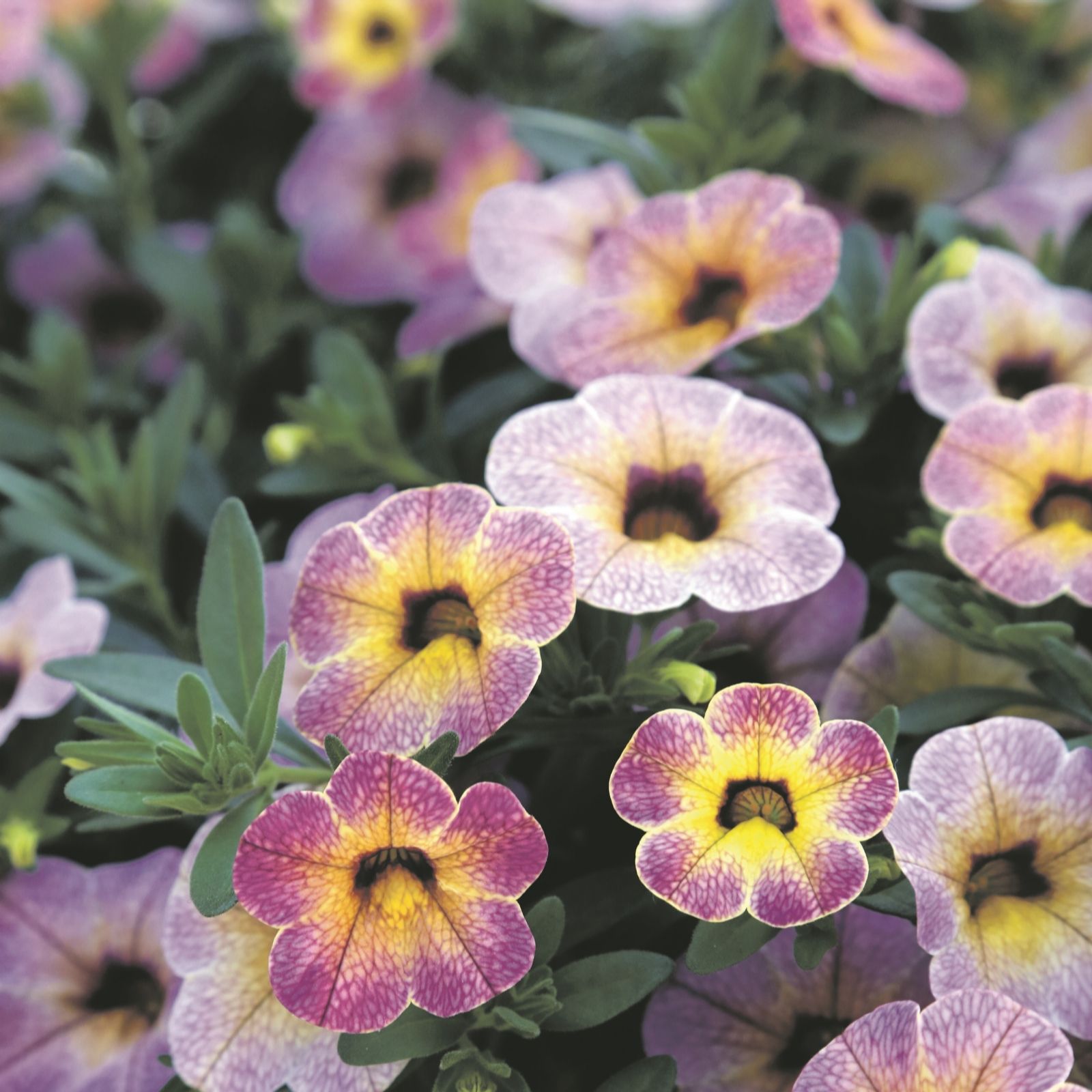 Hayloft Plants Orange/Pink Calibrachoa Chameleon X 15 Plants