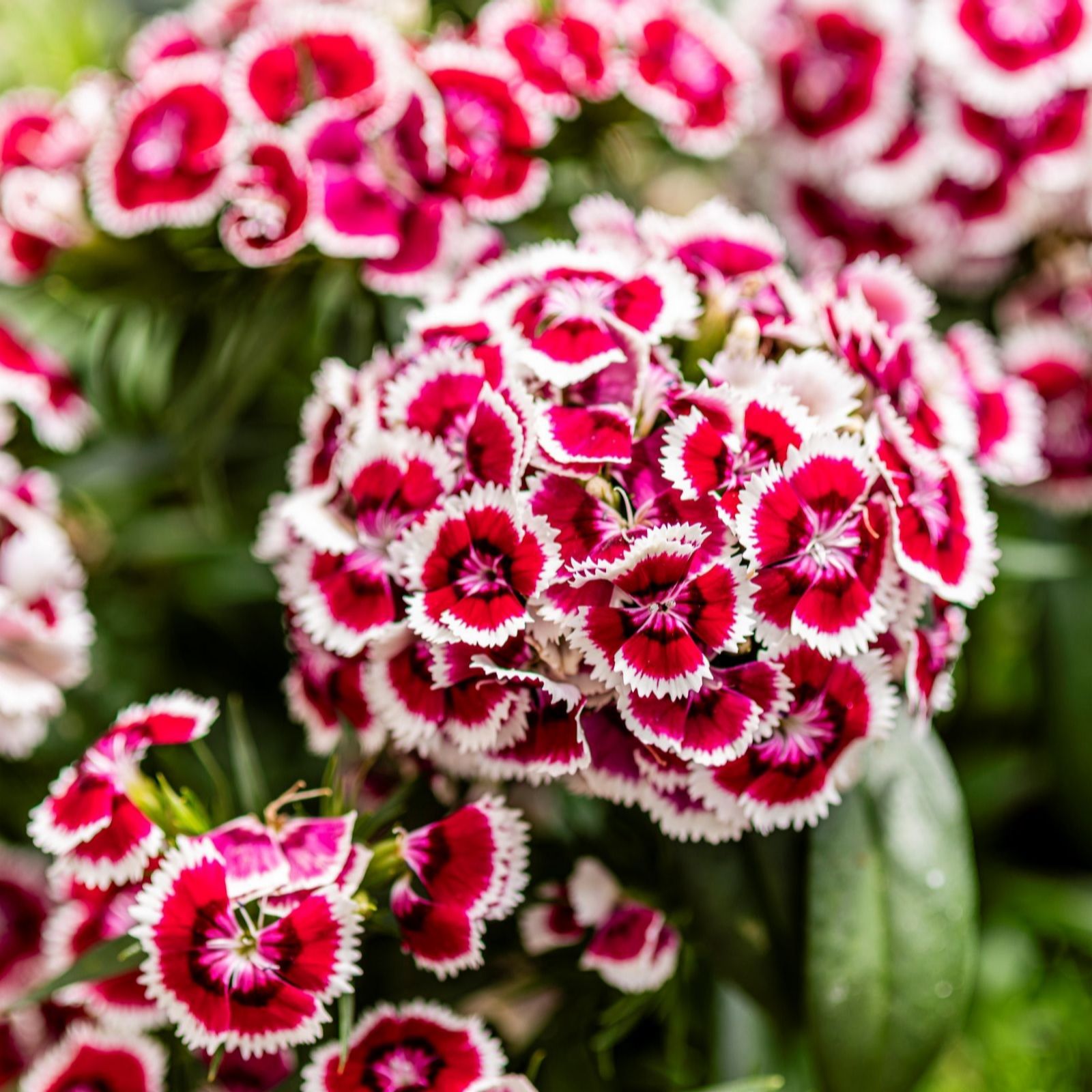 Thompson & Morgan Dianthus Dart Red White Picotee Garden Ready Plan...