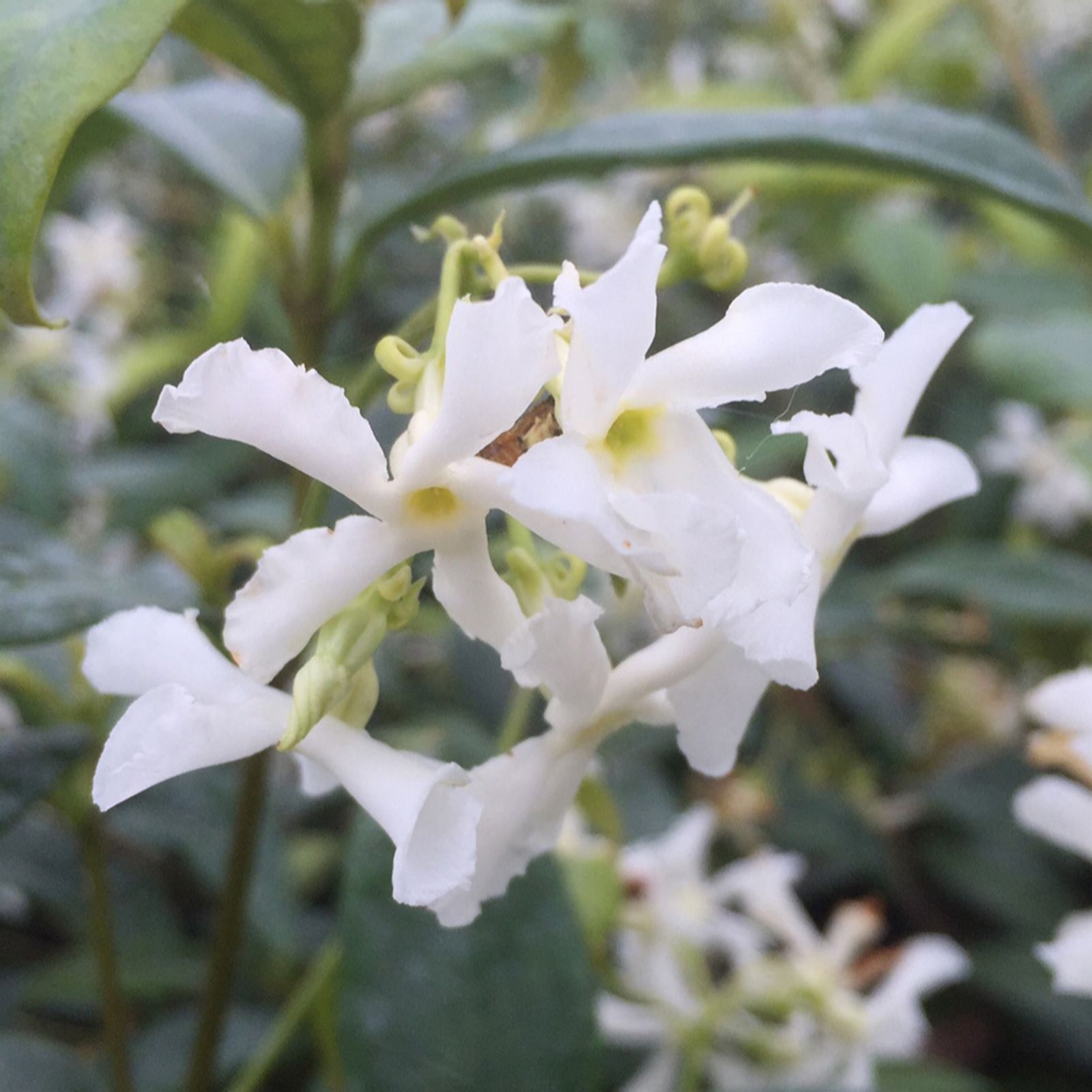 Richard Jackson White Richard Jackson's Nursery Fresh Evergreen Scented Jasmine 1 X 3 Lit...