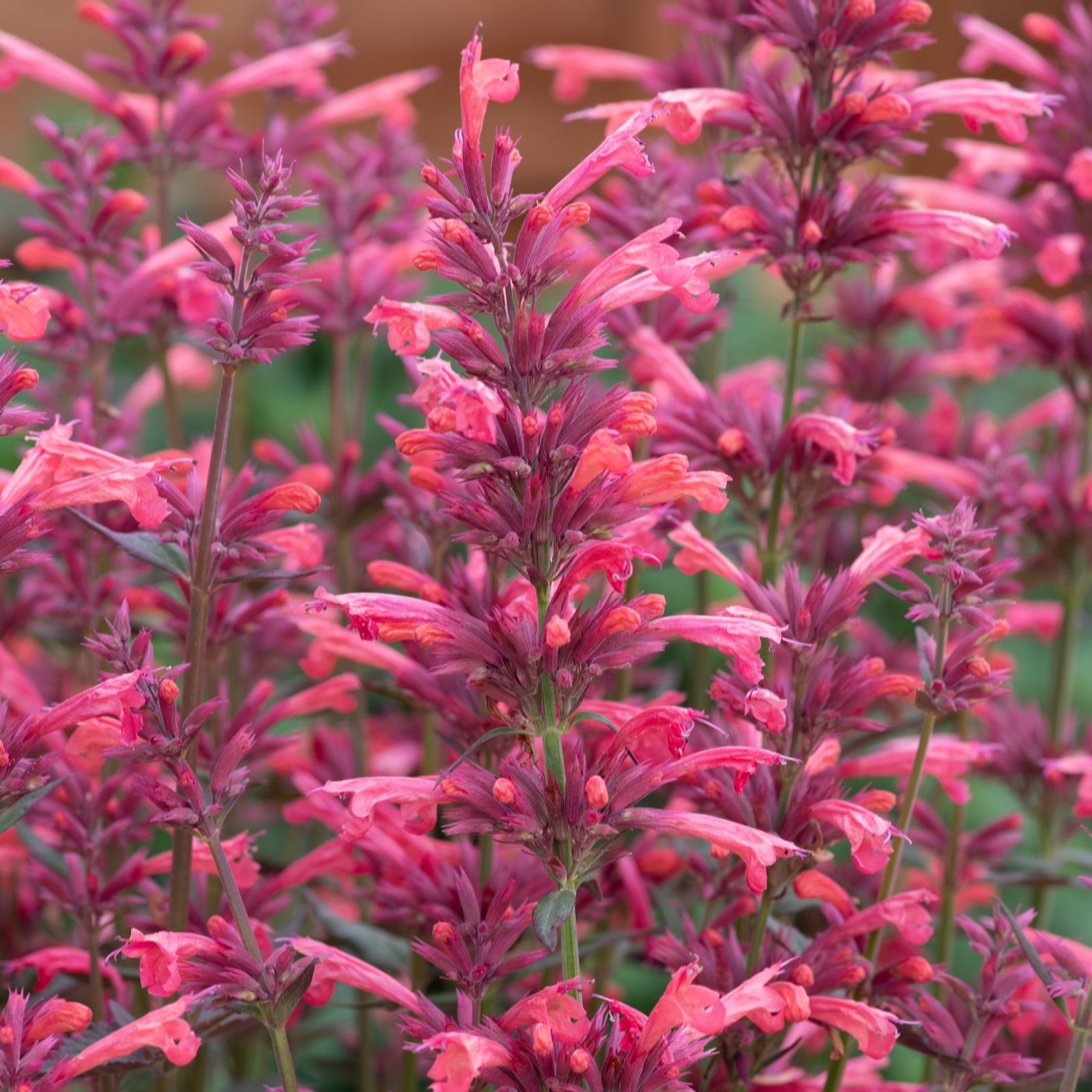 Hayloft Plants Coral/Lilac Agastache Summer Long Collection Nine Plants