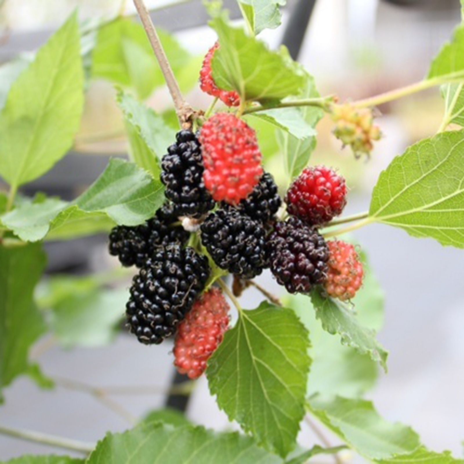 Frank P Matthews Mulberry Mojo Berrytm In 11.5 Litre Container