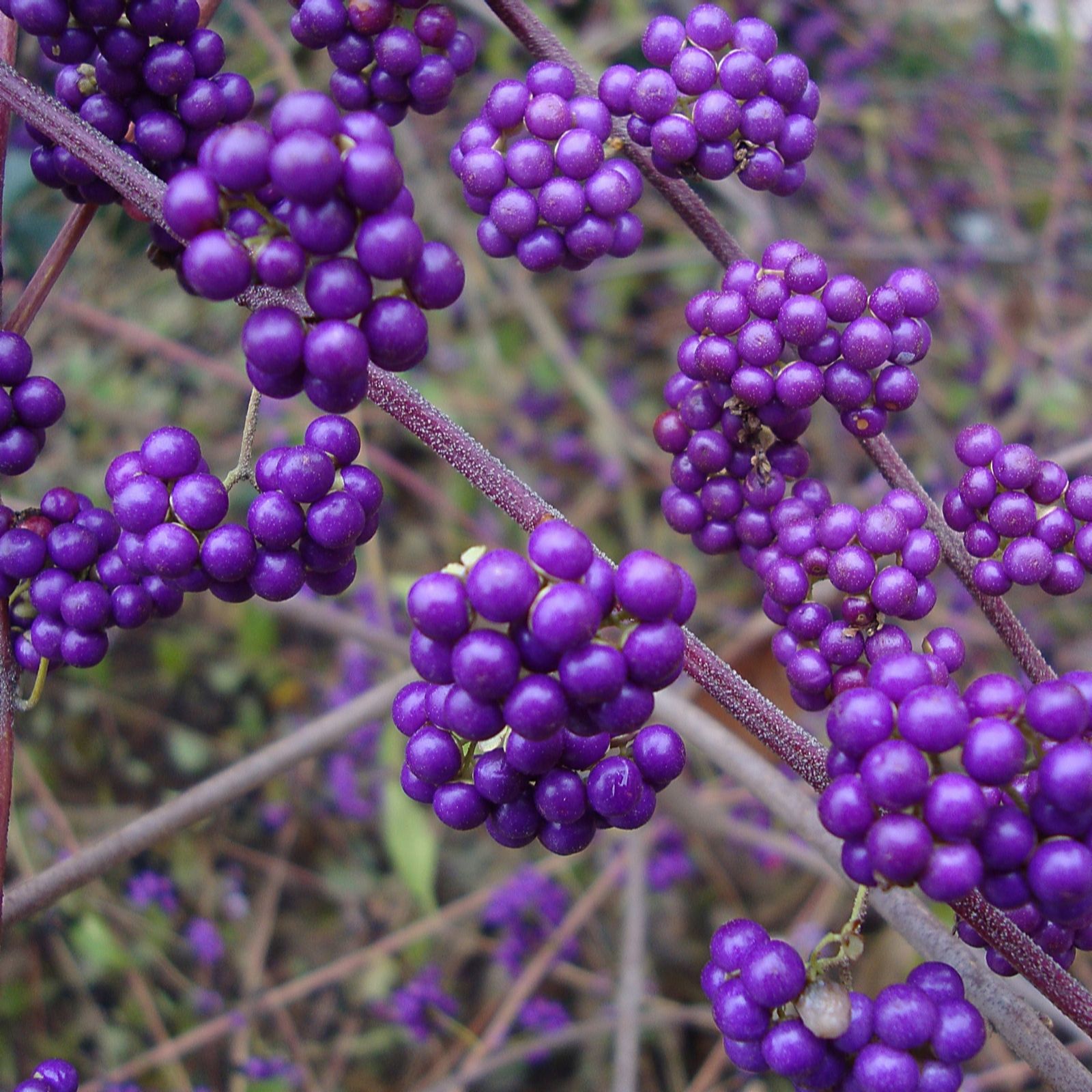 Plants 2 Gardens Purple/White Plants2gardens Callicarpa Pearl Glam 4Ltr