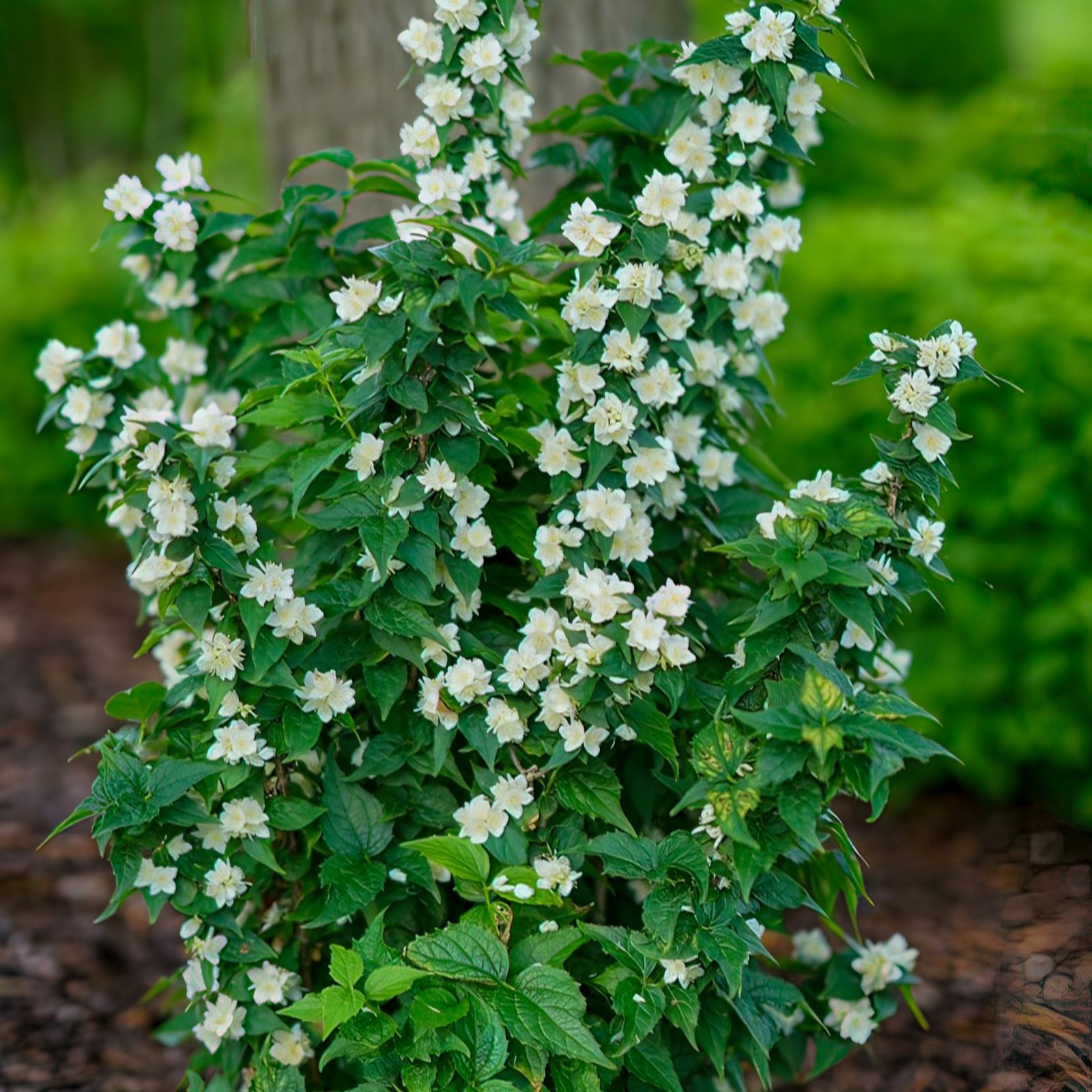 Plants 2 Gardens Orange/White Plants2gardens Philadelphus Illuminati Tower 3Ltr