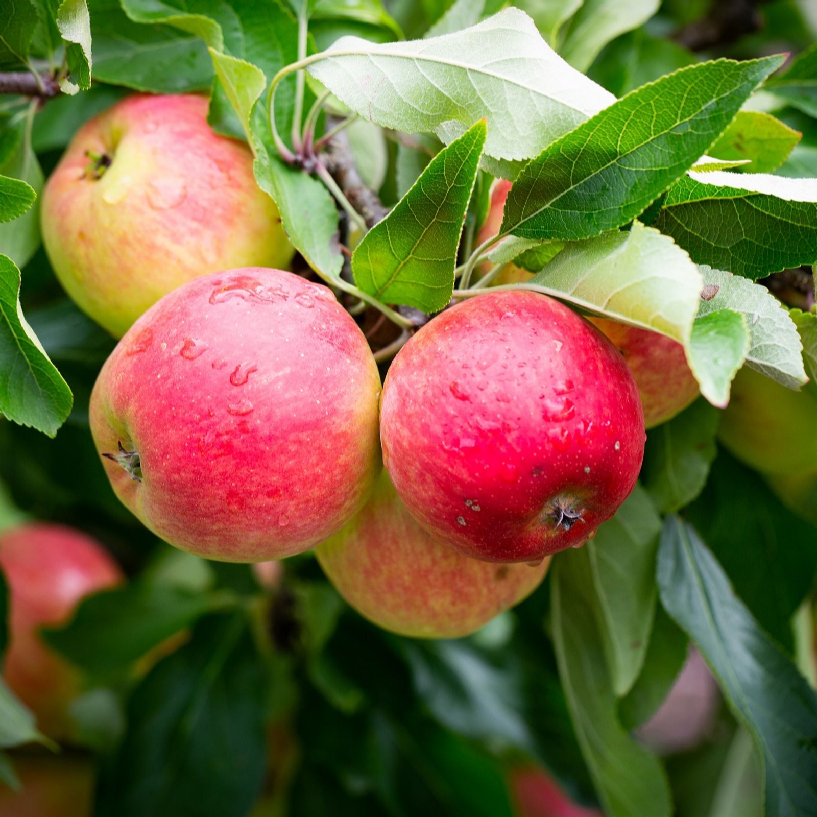Frank P Matthews Red Apple (Malus) Falstafftm In 12 Litre Container