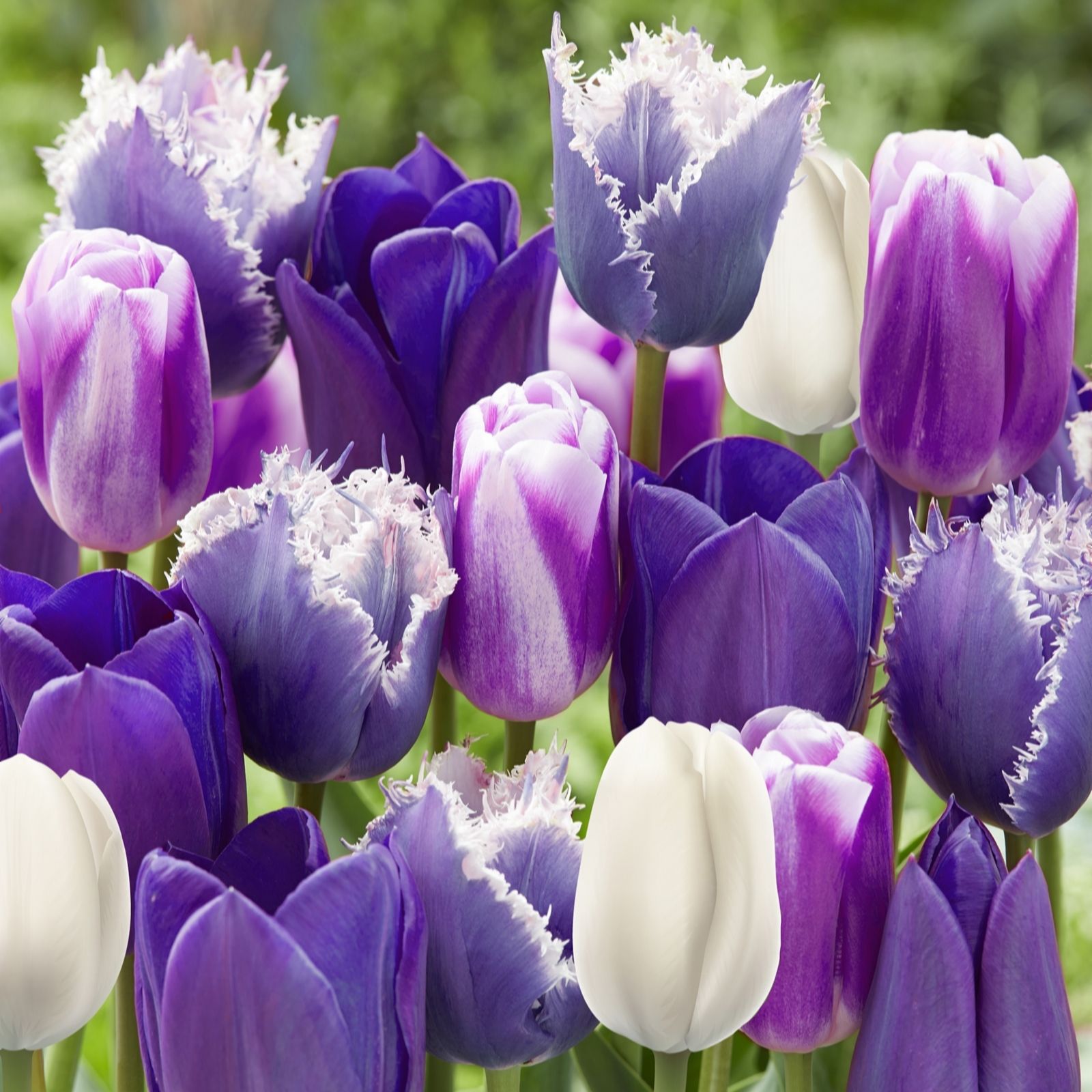 Yougarden Purple Tulip 'Paradise Mix' X40 Bulbs