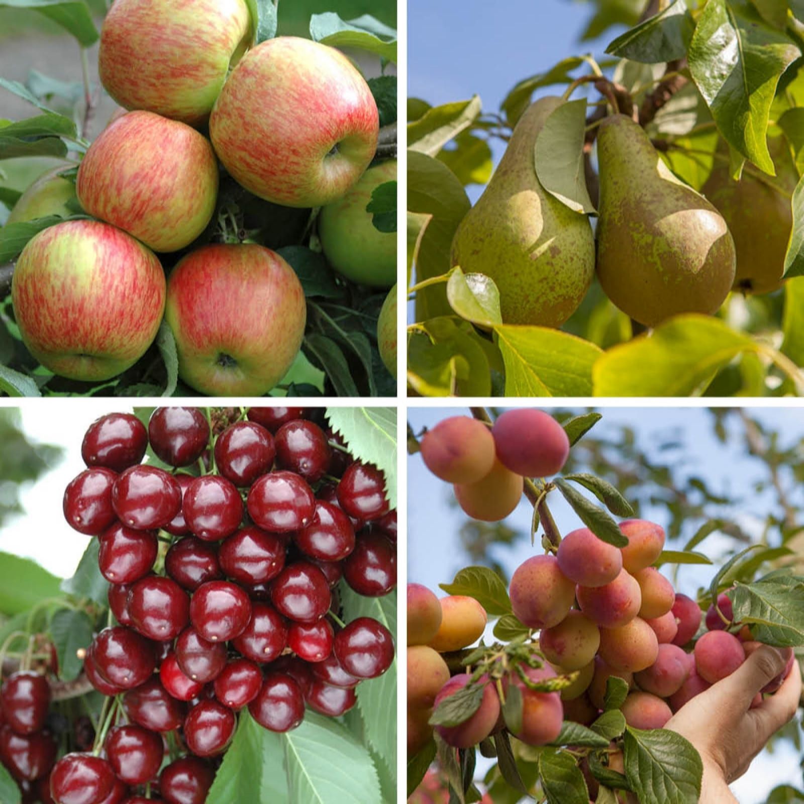 Yougarden Ultimate Mini Orchard Fruit Tree Collection Of Bare Roots...