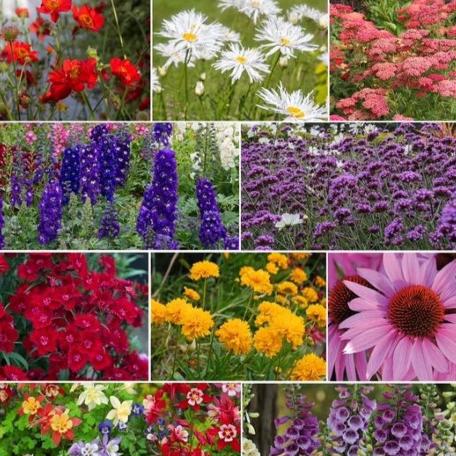 Thompson & Morgan Best Value Rainbow Perennial Collection 60 Plugs