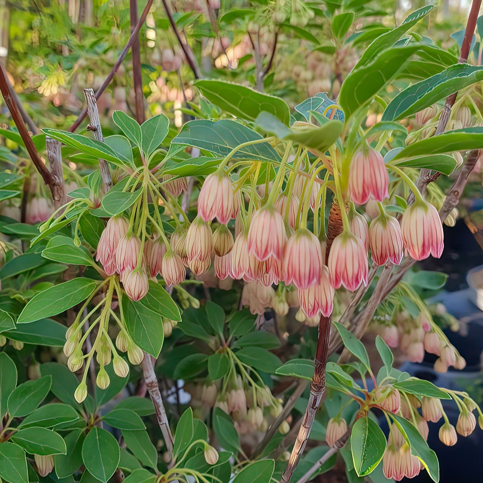 Plants 2 Gardens Red/Green/Orange Plants2gardens Enkianthus Crackling Rosie 2Ltr