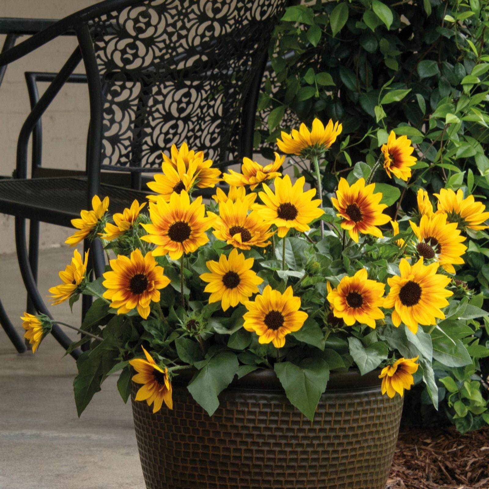 Thompson & Morgan Sunflower SunBelievable Brown Eyed Girl 9cm Pot x3