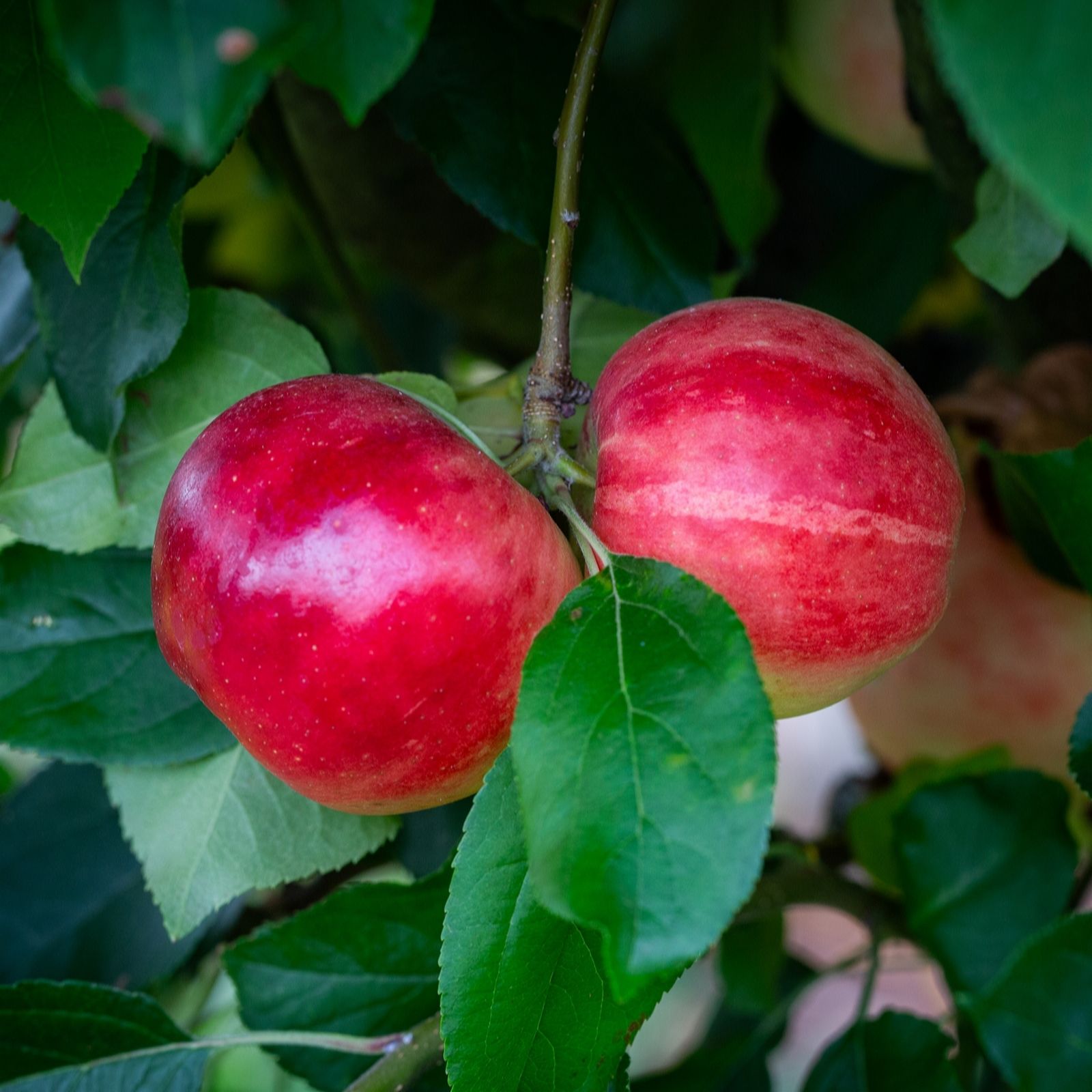 Frank P Matthews White/Pink Apple (Malus) Scrumptious In 12 Litre Container