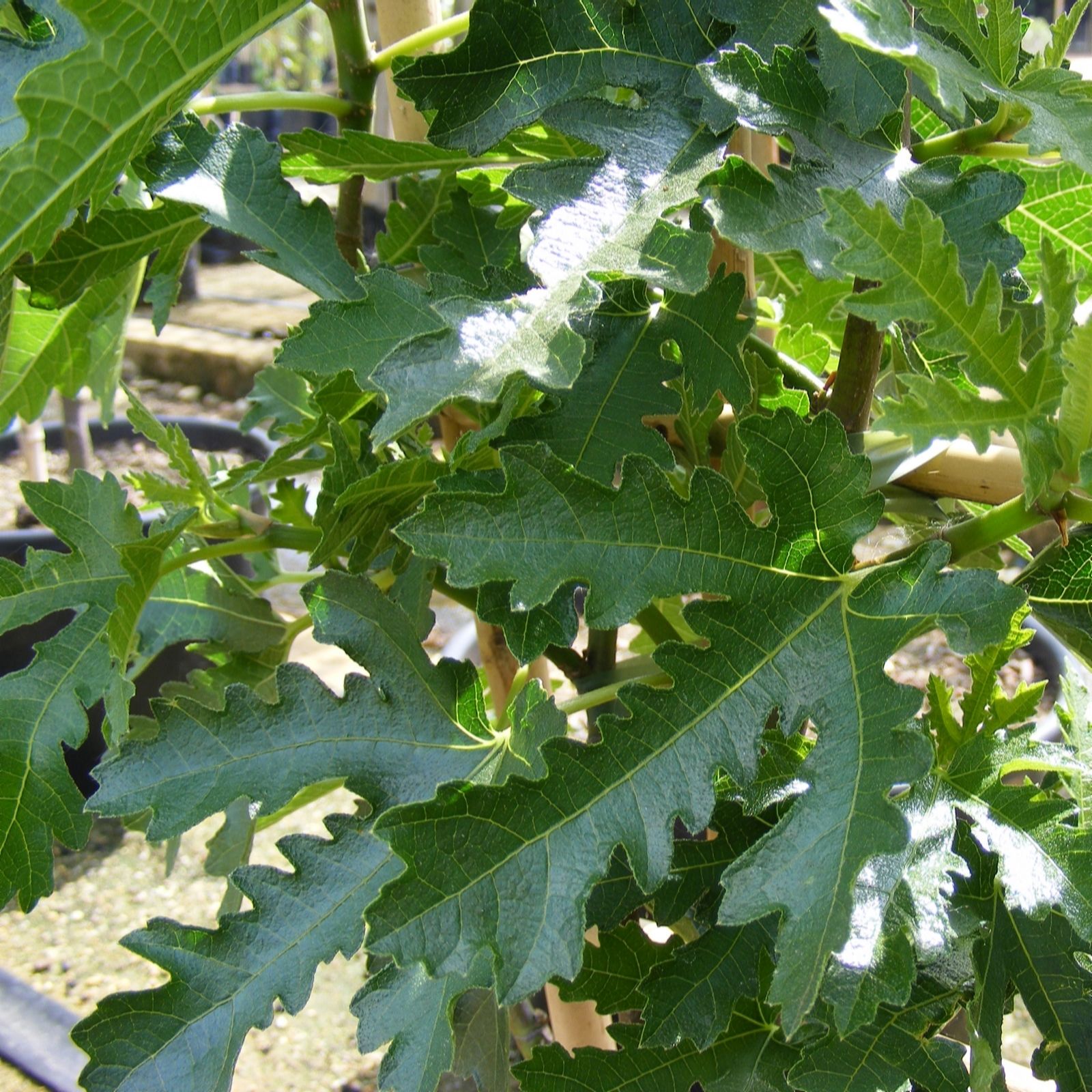 Plants 2 Gardens Golden/Yellow/Brown Plants2gardens Ficus Ice Crystal 3Ltr