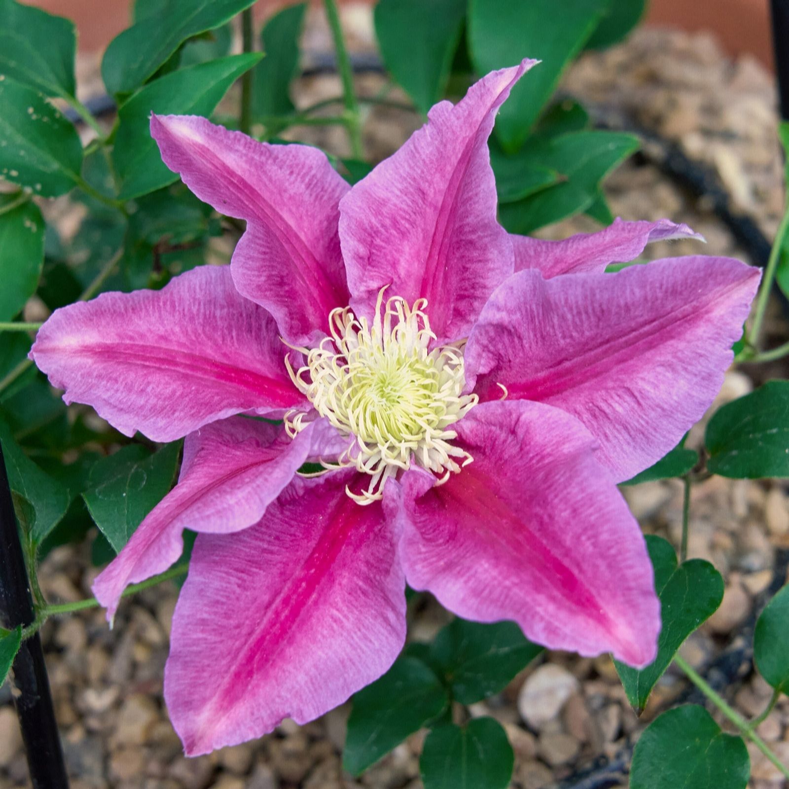 Richard Jackson Pink/Dark/Yellow Clematis Queens Nurse 1X 3 Litre Pot