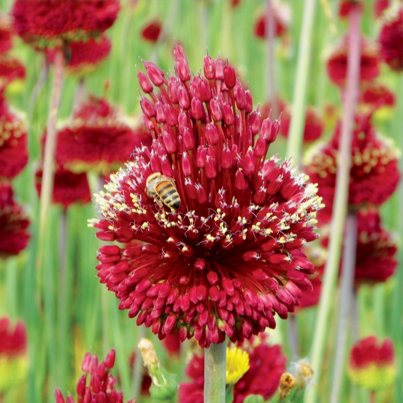De Jager Red Magical Mohican Alliums X5