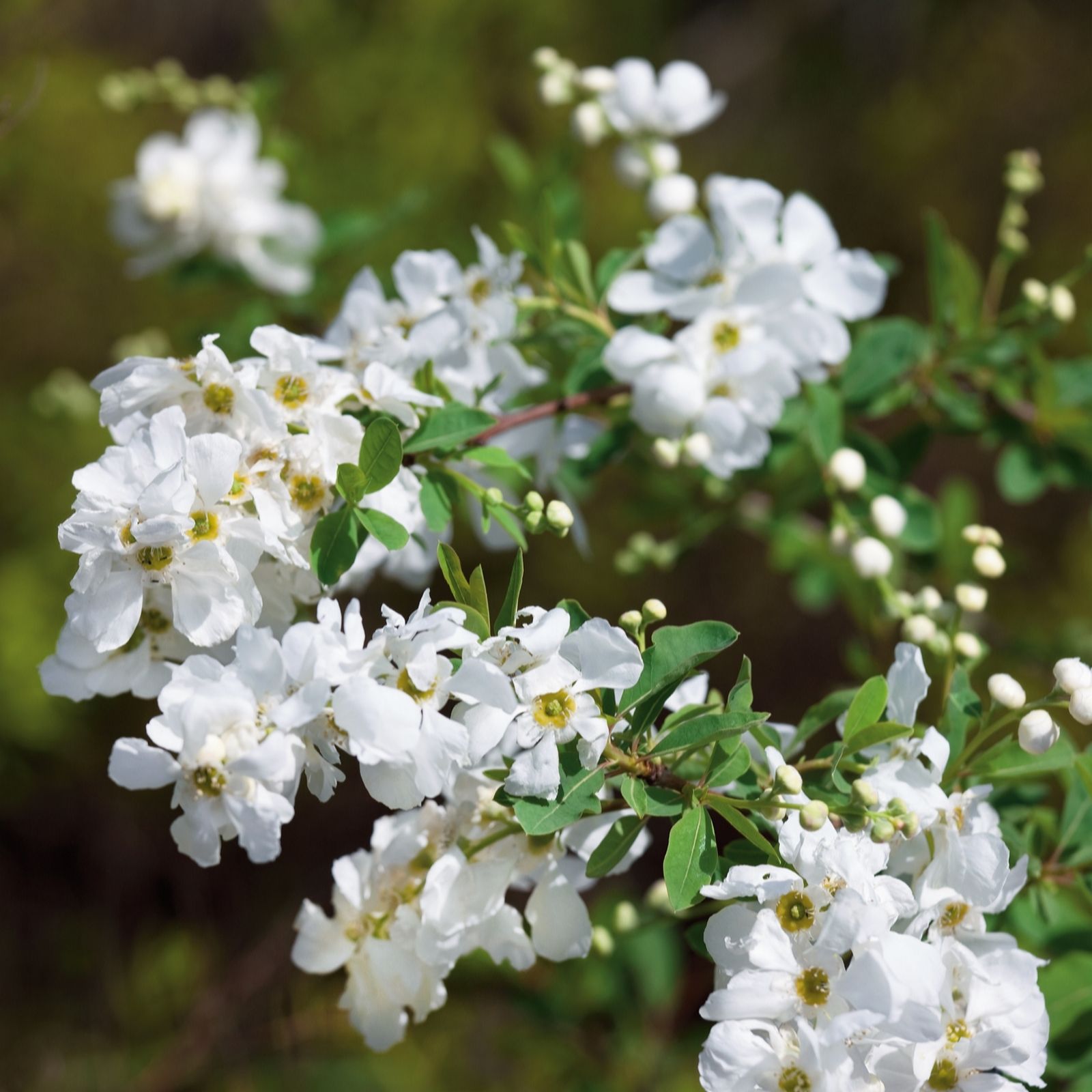 Plants 2 Gardens White/Orange/Red Plants2gardens Exochorda The Bride 2Ltr