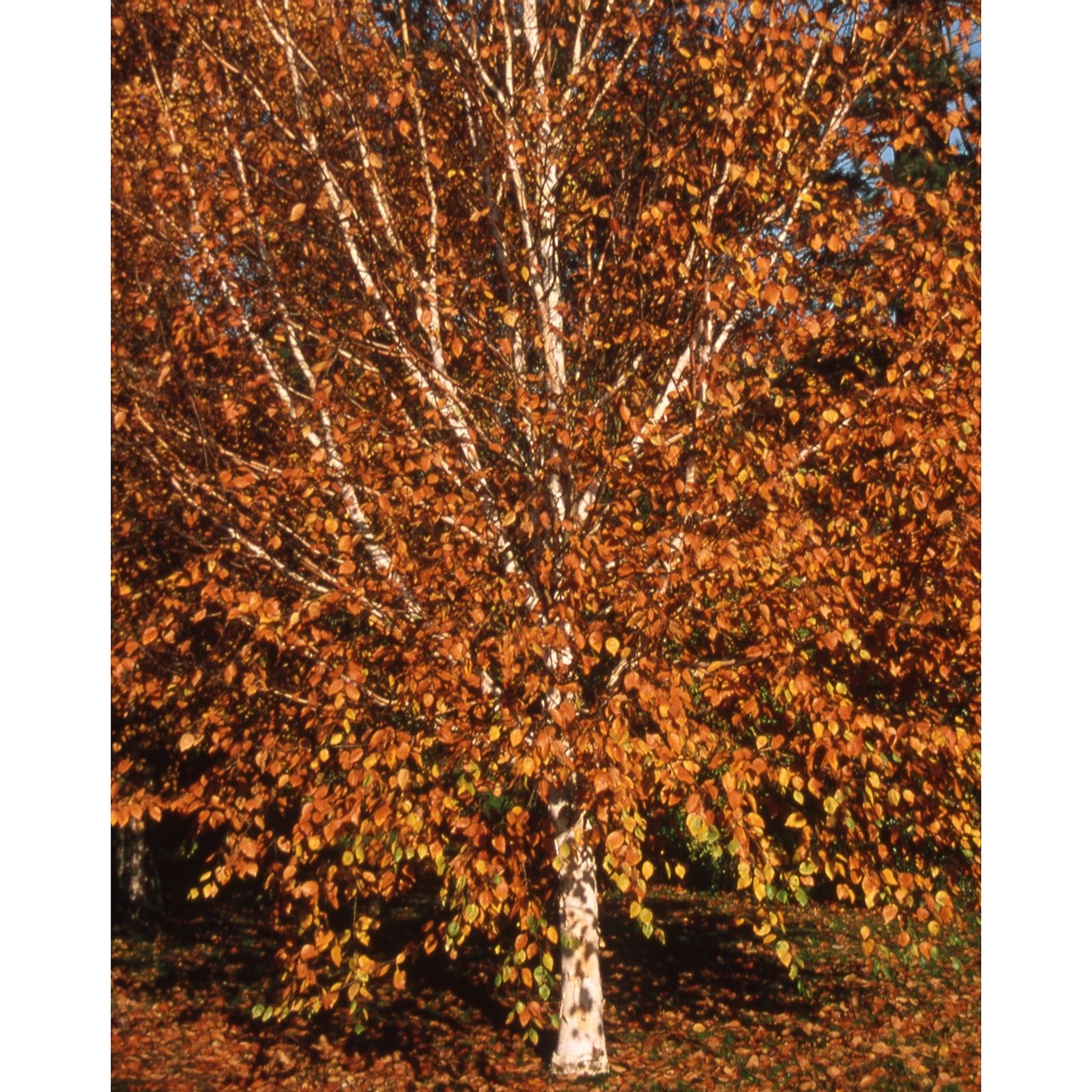 Frank P Matthews White Betula Utilis Snow Queen In 12 Litre Container