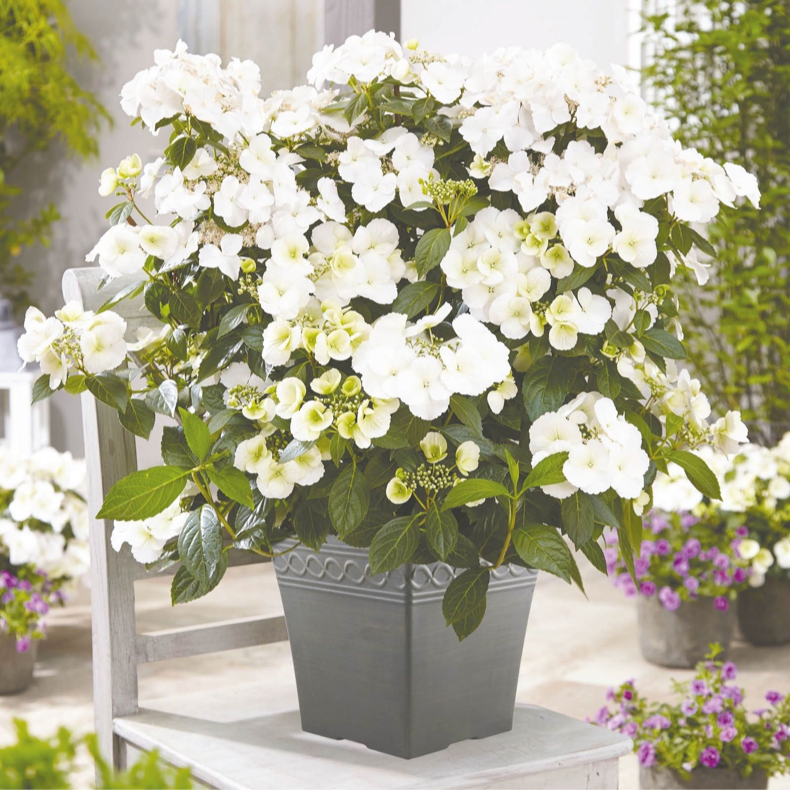 Yougarden White Hydrangea 'Runaway Bride' In A 14Cm Pot