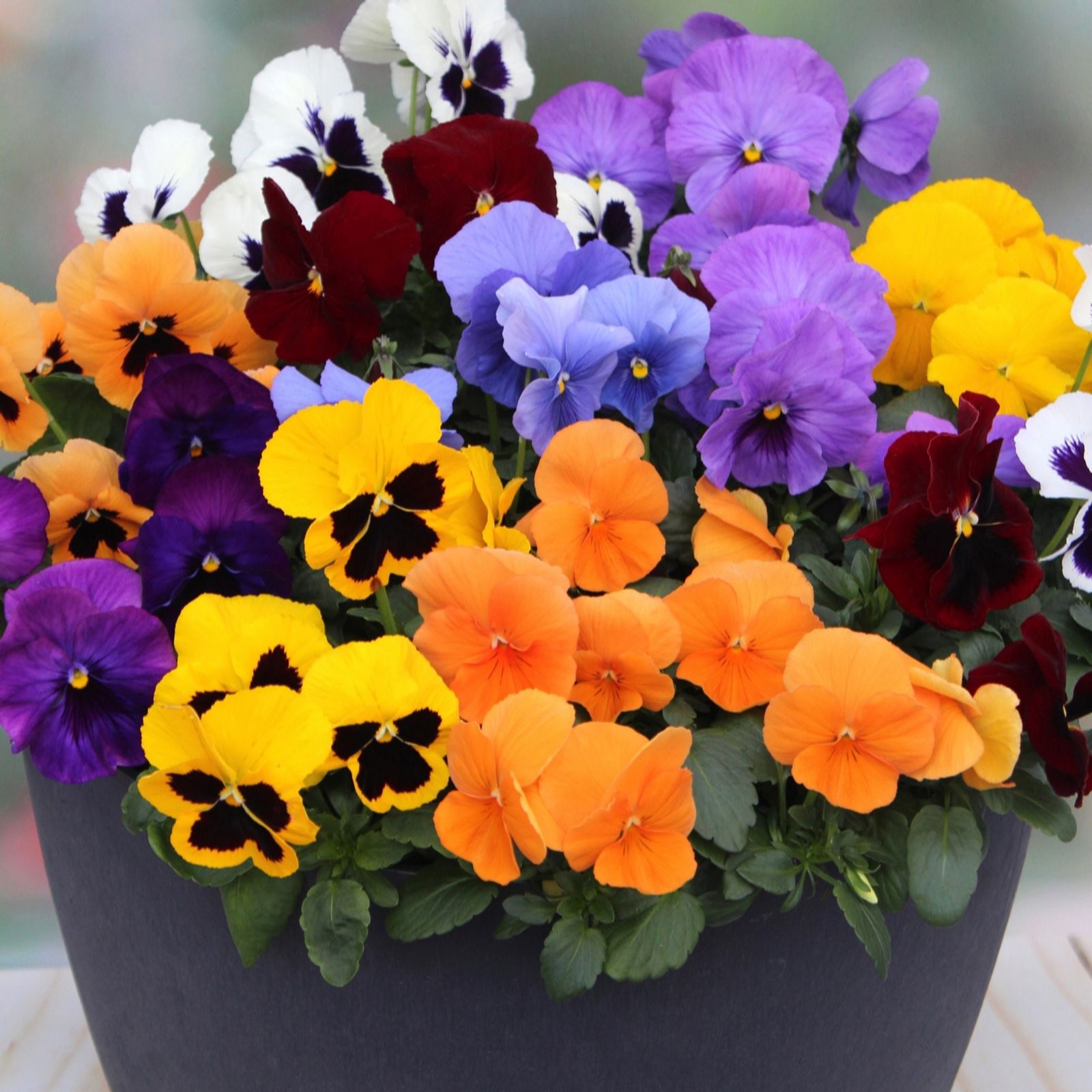 Yougarden Pansy 'Colourburst' Garden Ready Plants X20
