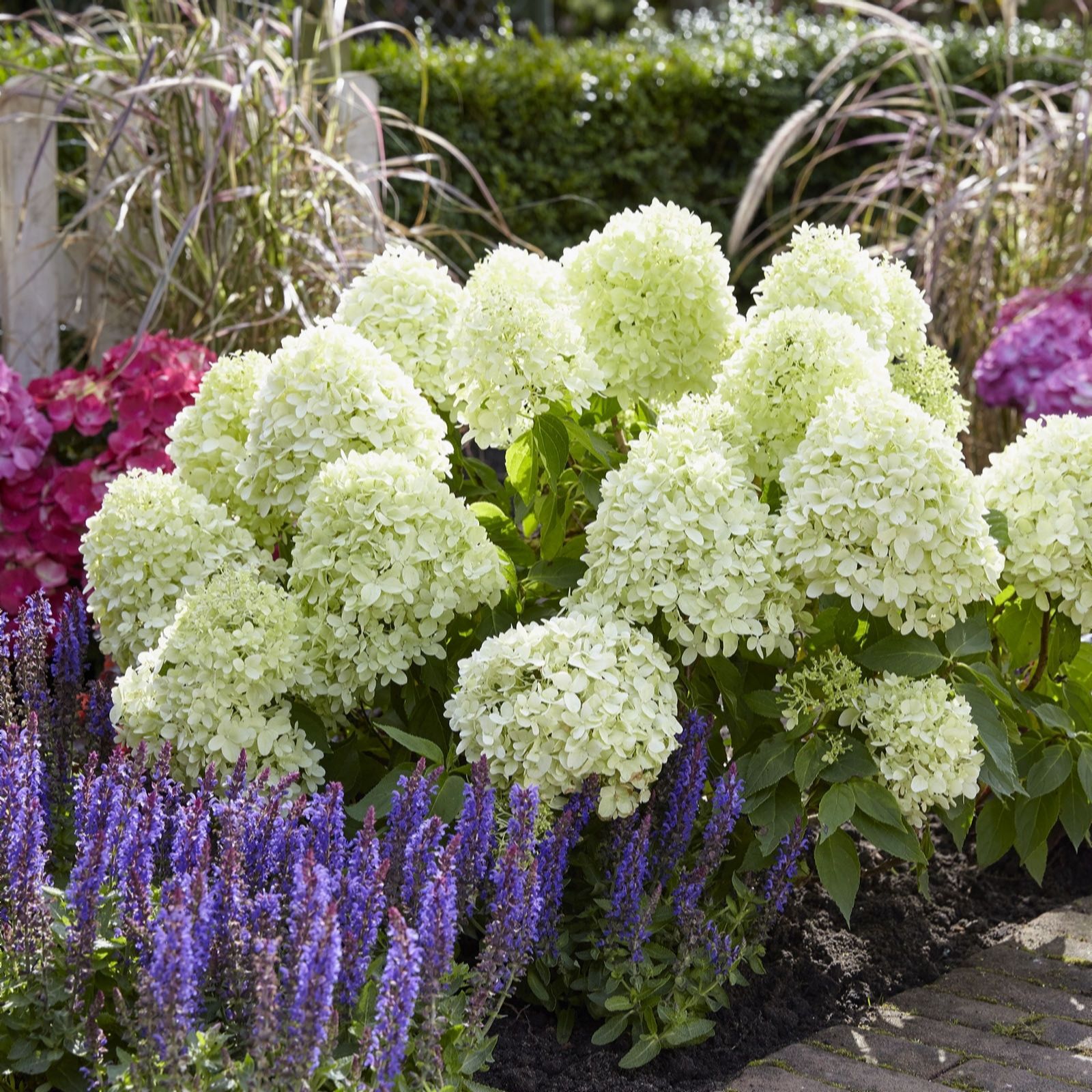 Plants 2 Gardens White Plants2gardens Hydrangea Little Spooky 4.5Ltr
