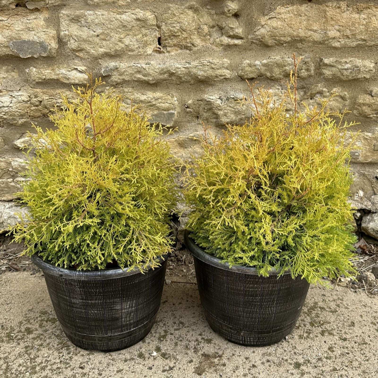 Plants 2 Gardens Pink/Yellow/Golden Plants2gardens Thuja Rheingold Pair With Planters