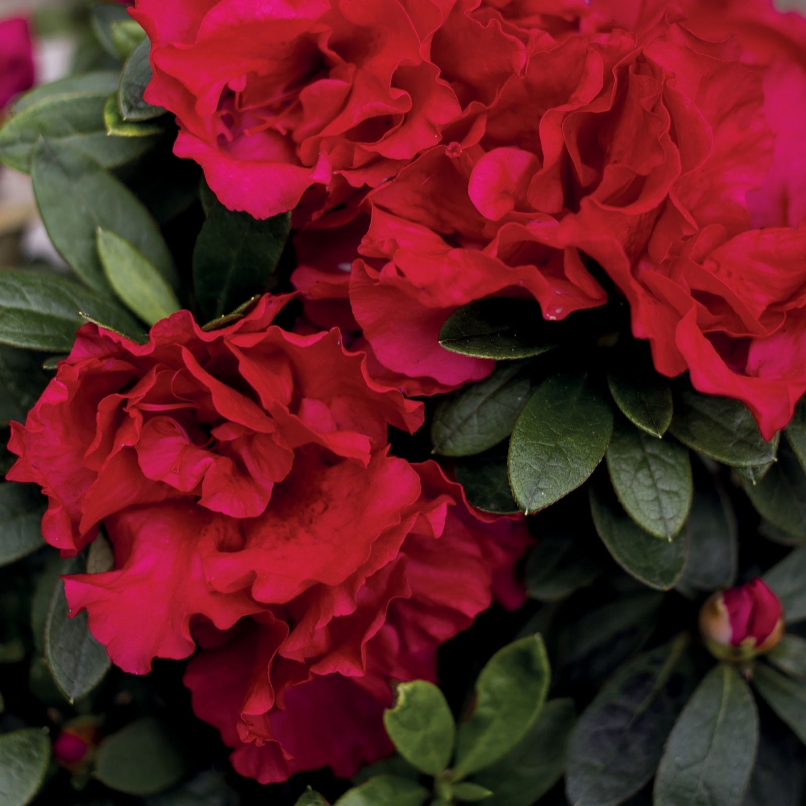 Thompson & Morgan Red Rhododendron Encore Autumn Fire 3 Litre Pot X 1
