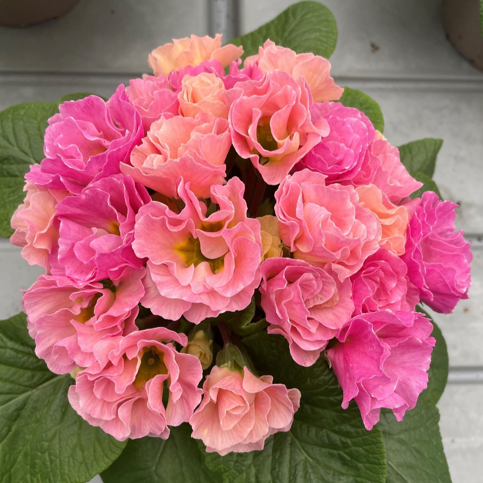 Richard Jackson Pink Richard Jackson's Nursery Fresh Primrose Rosebud Tutti Frutti 5 X 6Cm