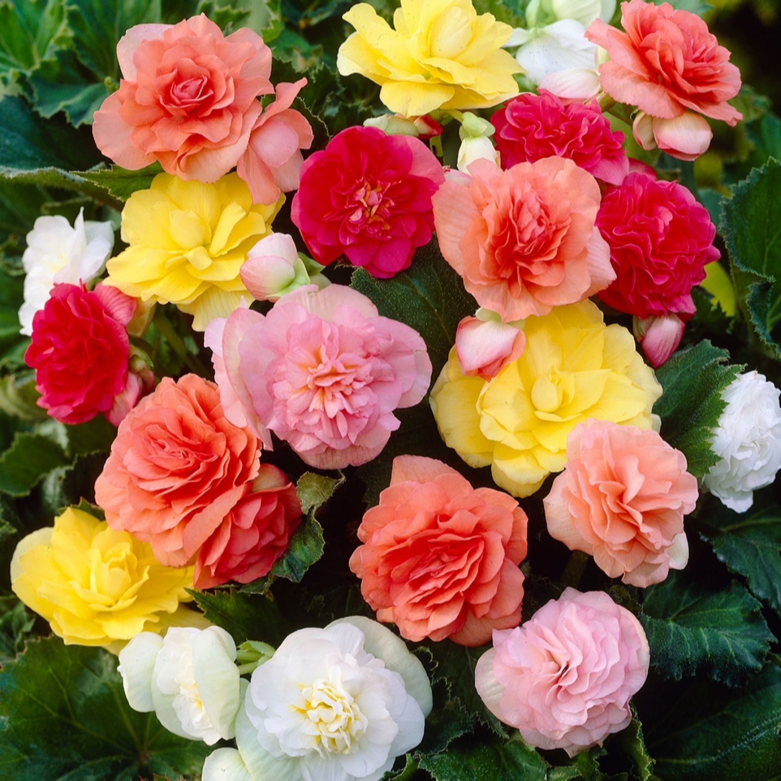 Yougarden Begonia 'Non Stop' Mix Plug Plants X12
