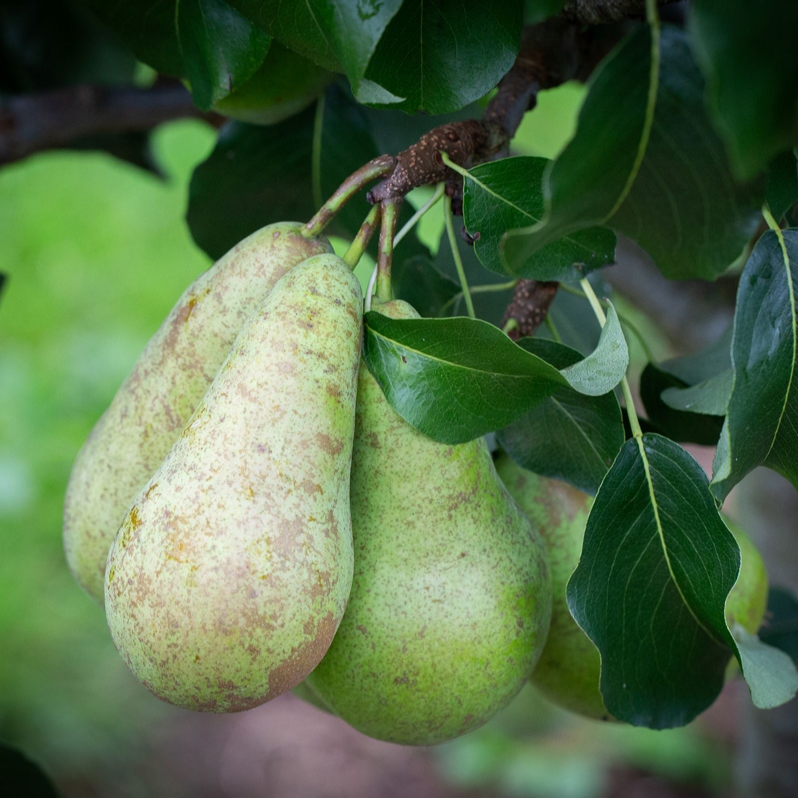 Frank P Matthews Green/Golden Pear Concorde Bare Root