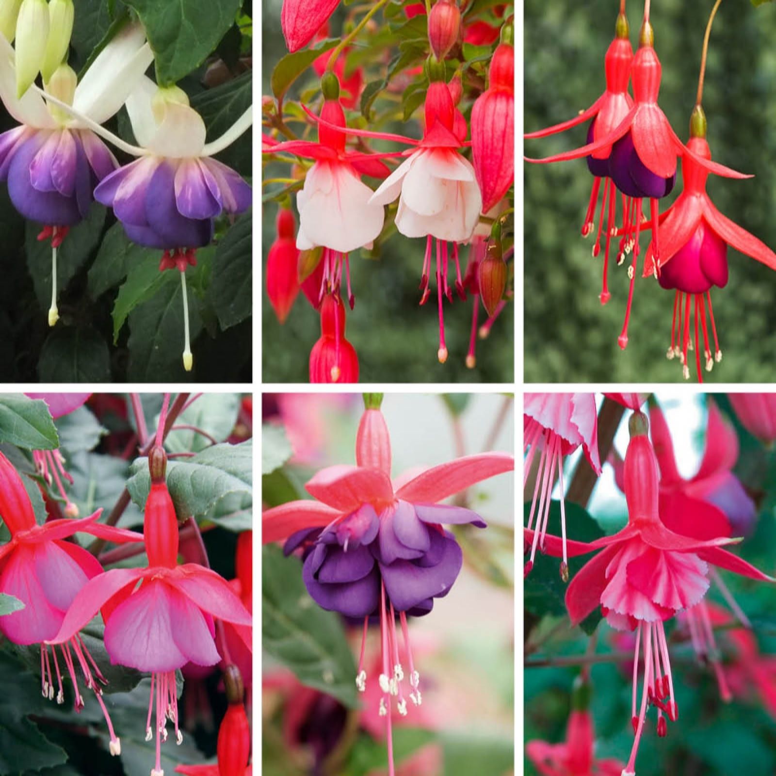 Yougarden Fuchsia Hardy Collection 9Cm X 6