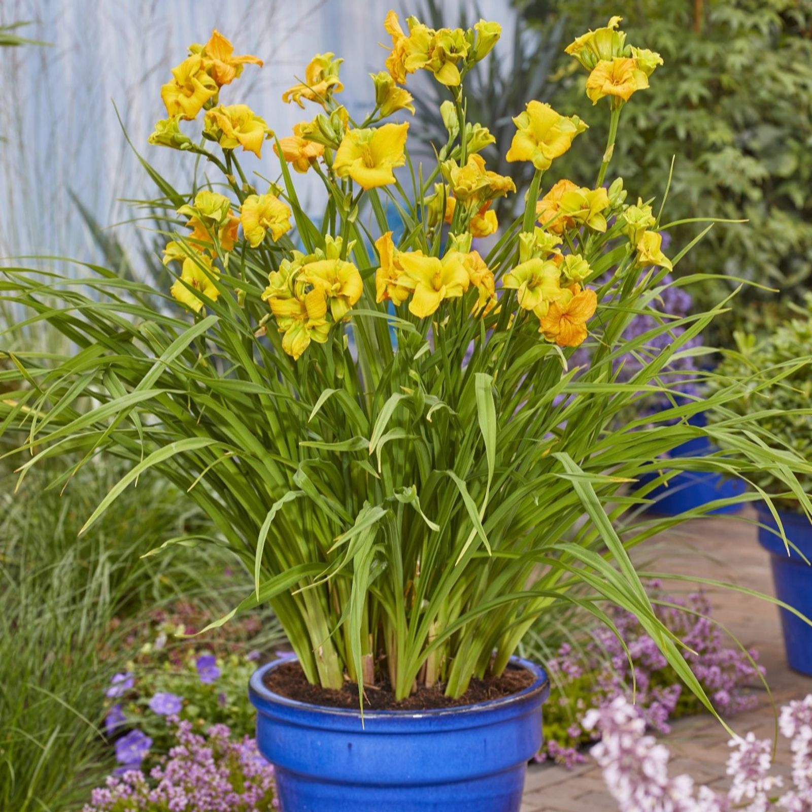 Thompson & Morgan Golden Hemerocallis See You Tomorrow 2 Litre Pot X 1