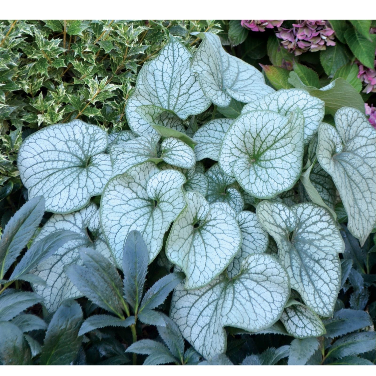 Plants 2 Gardens Blue Plants2gardens Brunera Collection 3 X 9Cm