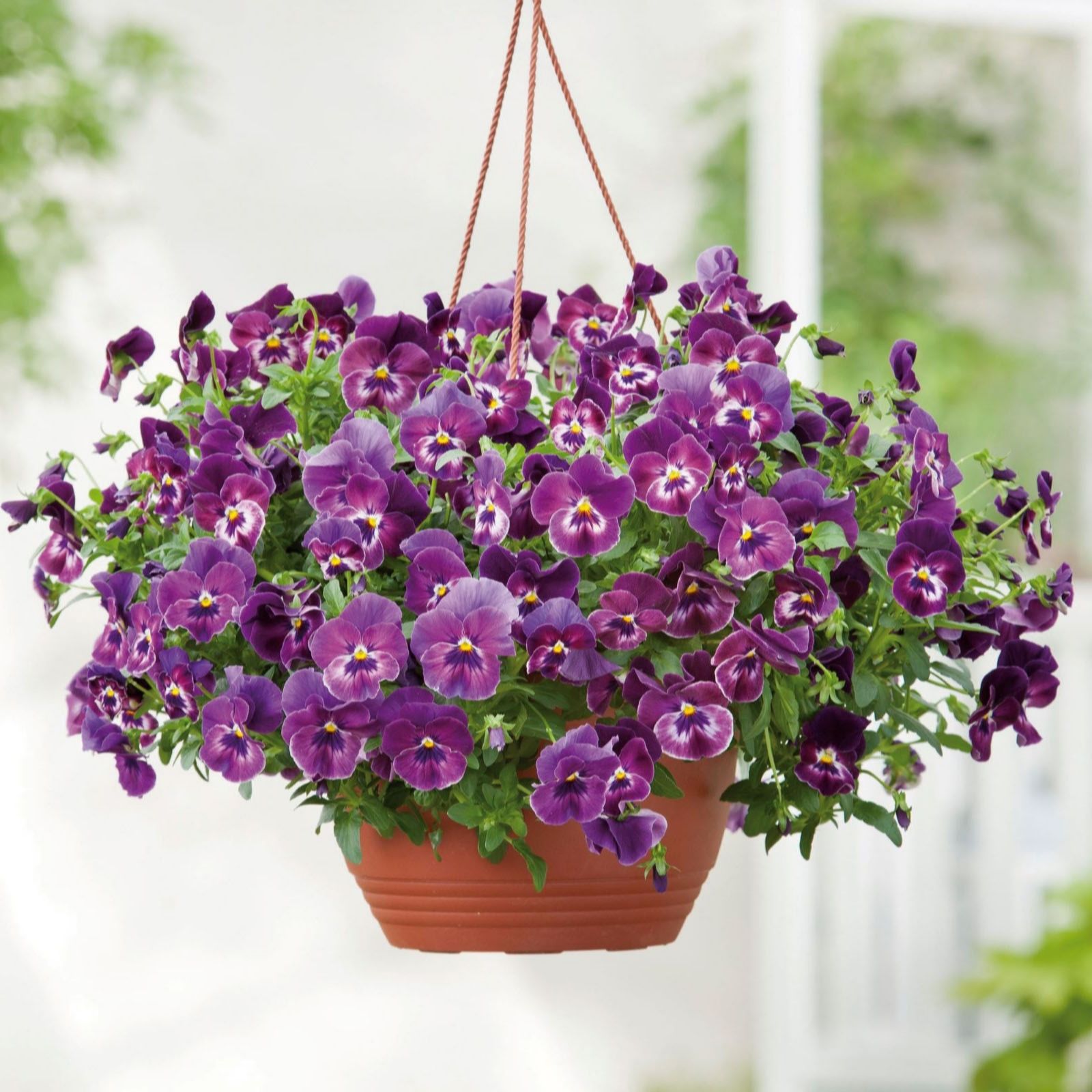 Thompson & Morgan Pansy Cool Wave Raspberry Garden Ready Plants x12