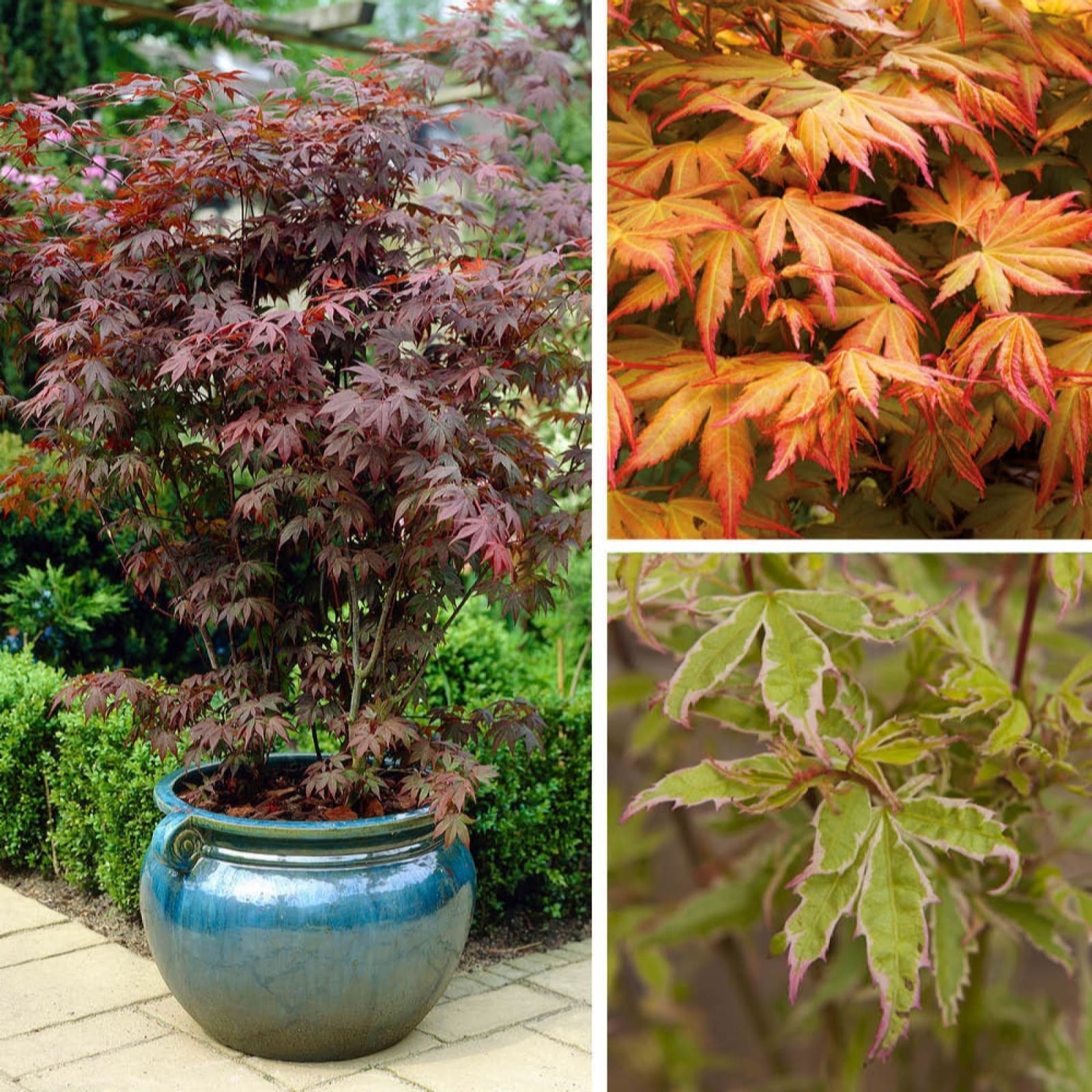 YouGarden Japanese Maple (Acer) Collection 10.5cm x 3