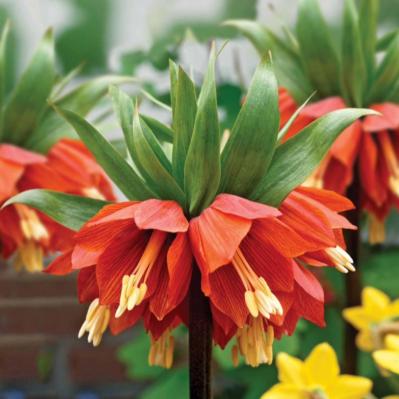 De Jager Orange/Yellow Rhs Fritillaria Imperialis Lutea Maxima & Aurora X4