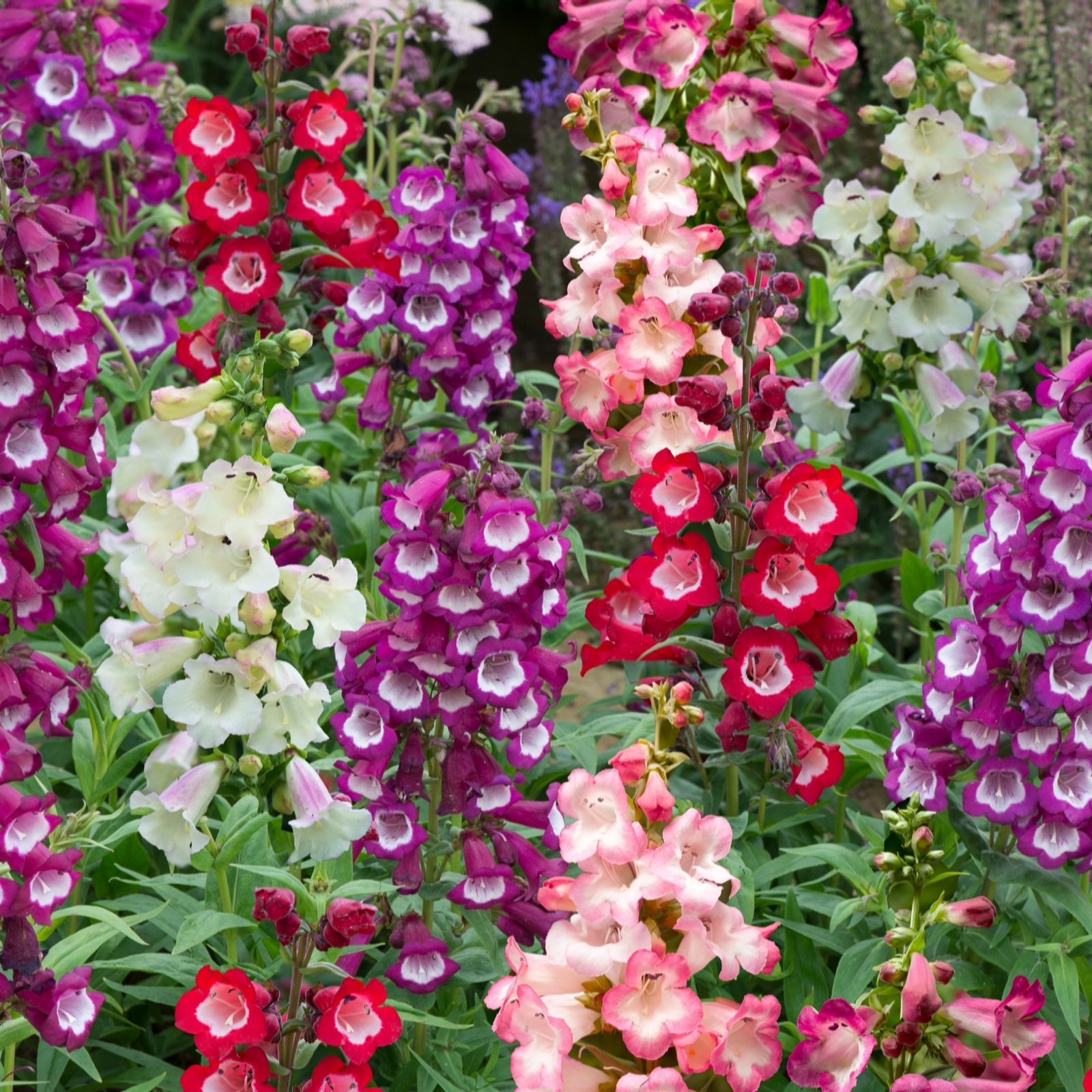 Richard Jackson White Perfect Penstemons 5X 6Cm Garden Ready Plants