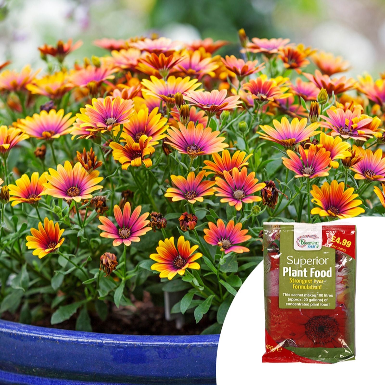 Yougarden Purple Osteospurmum ' Sun' In 9Cm Pots X3 & Fertiliser