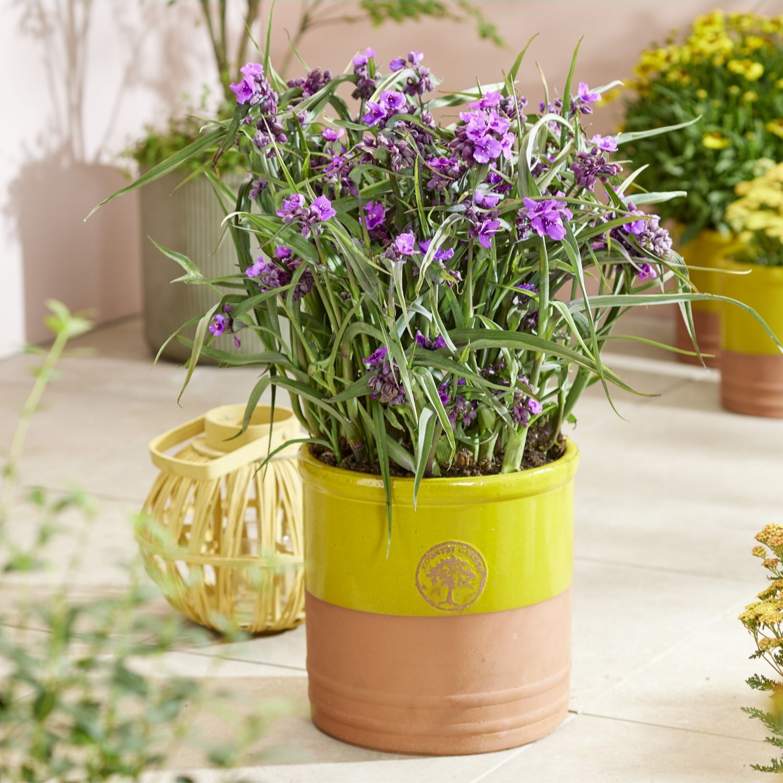 Plants 2 Gardens Magenta/Golden Plants2gardens Tradescantia Brainstorm 3 X 9Cm