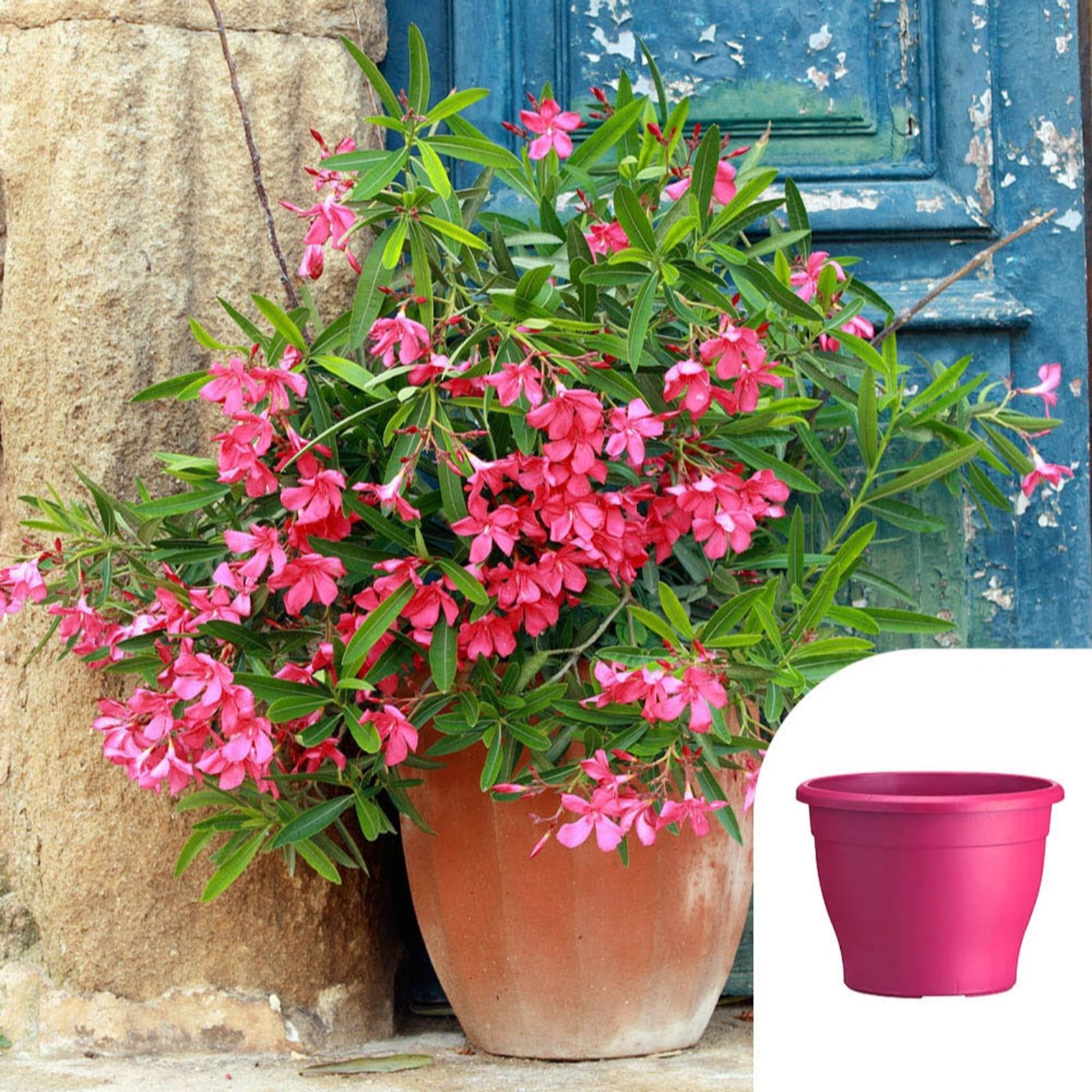 Yougarden Pink 2 Oleander Bush Shades Of In 15Cm Pots W/ Sabina Pla...