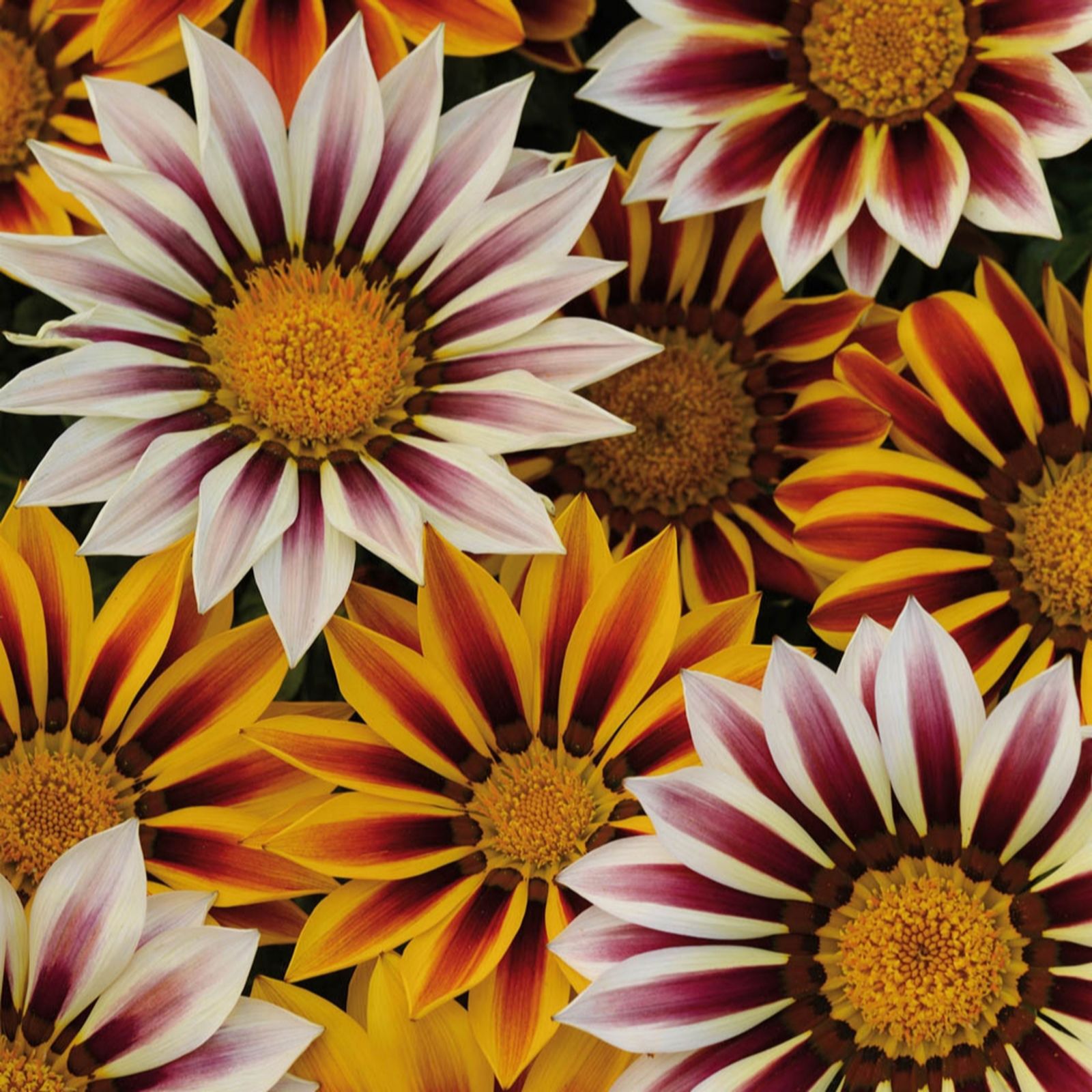 Yougarden Light Gazania Tiger Stripes Mix Garden Ready Plants X20