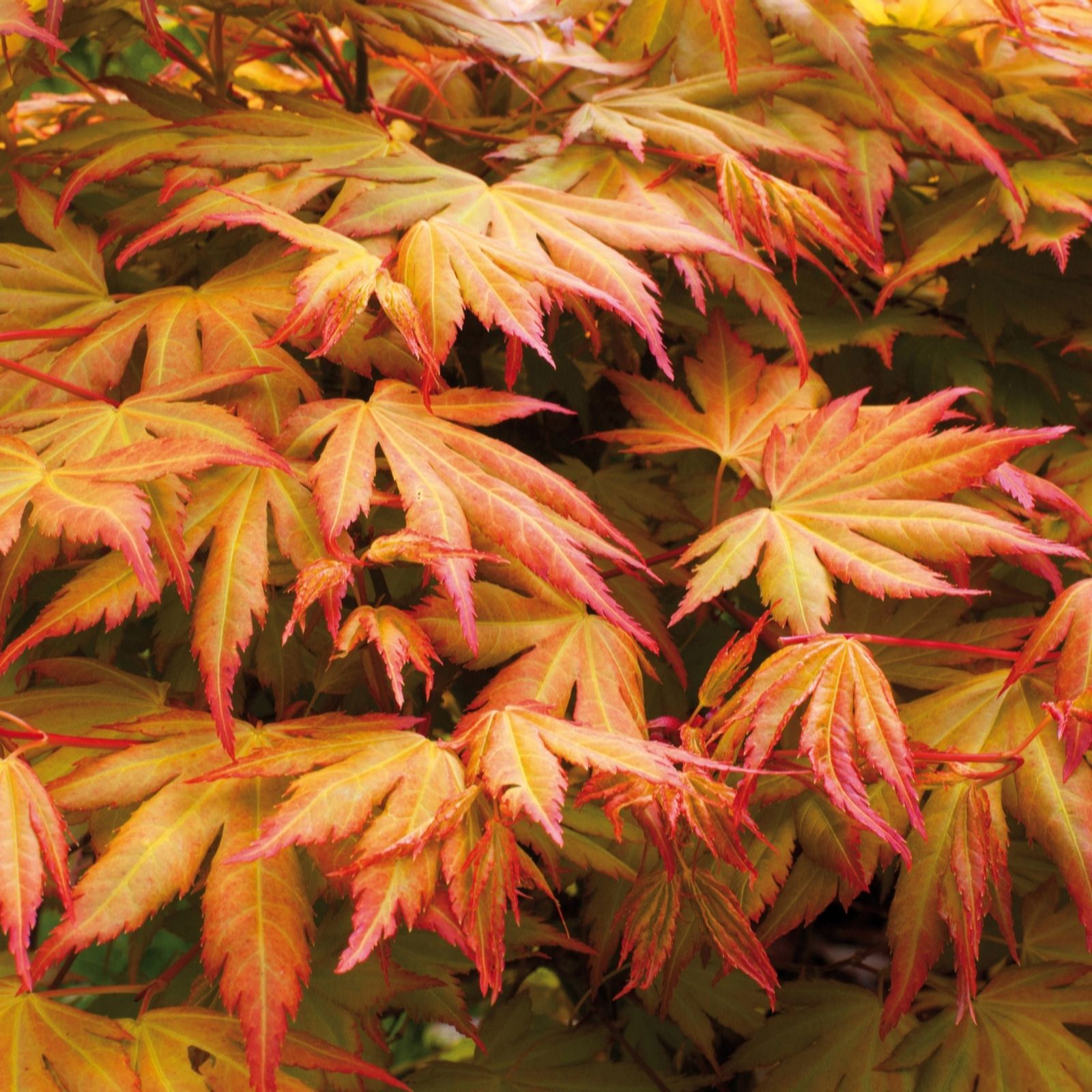 Yougarden Orange Acer Palmatum Dream 3L Pot