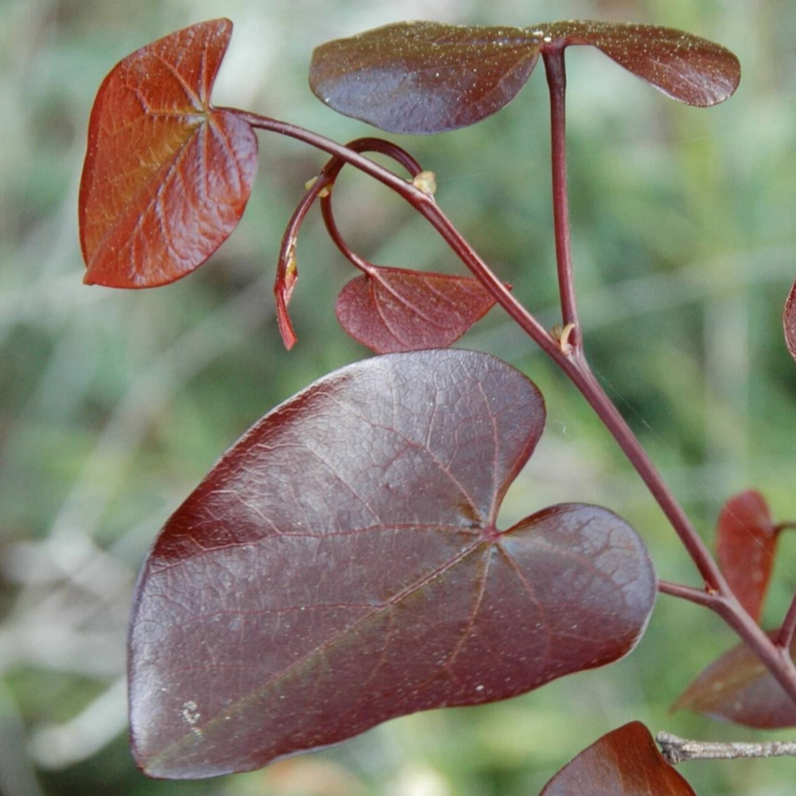 Plants 2 Gardens Pink/Dark/Red Plants2gardens Cercis Merlot 4Ltr