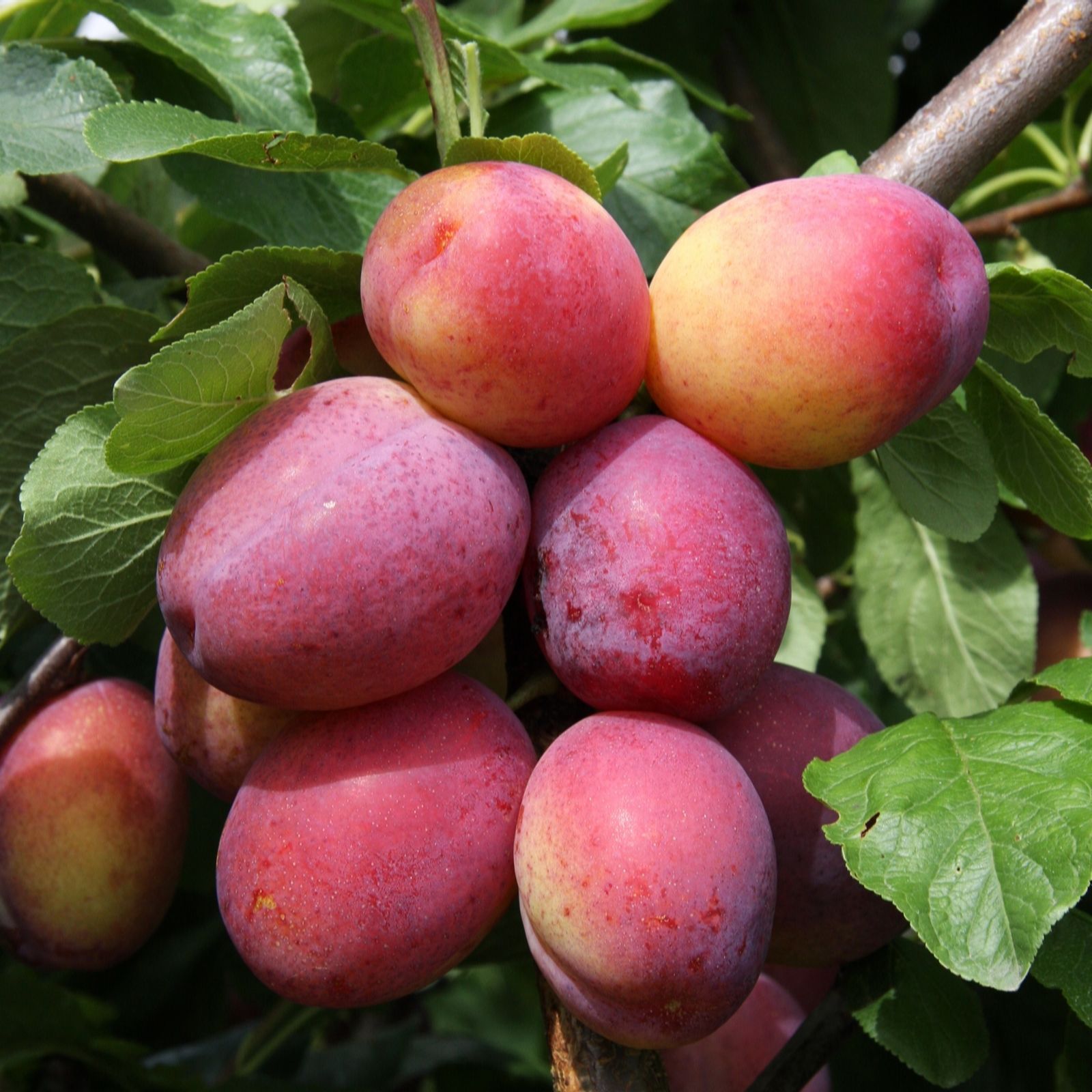 Frank P Matthews Red Plum Victoria Bare Root