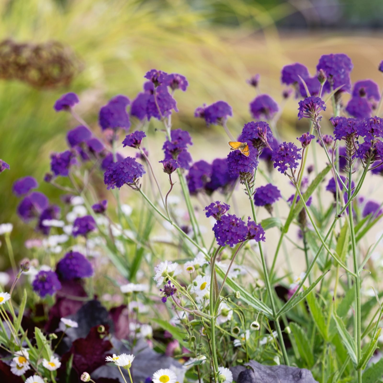 Plants 2 Gardens Plants2gardens Verbena Rigida 3 X 9Cm