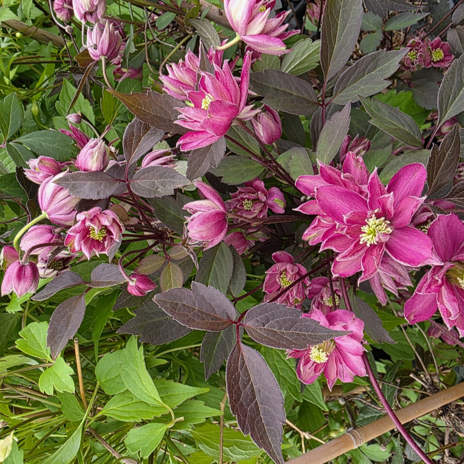 Plants 2 Gardens Green/Bronze Plants2gardens Clematis Double Raspberry Truffle 2 X 9Cm