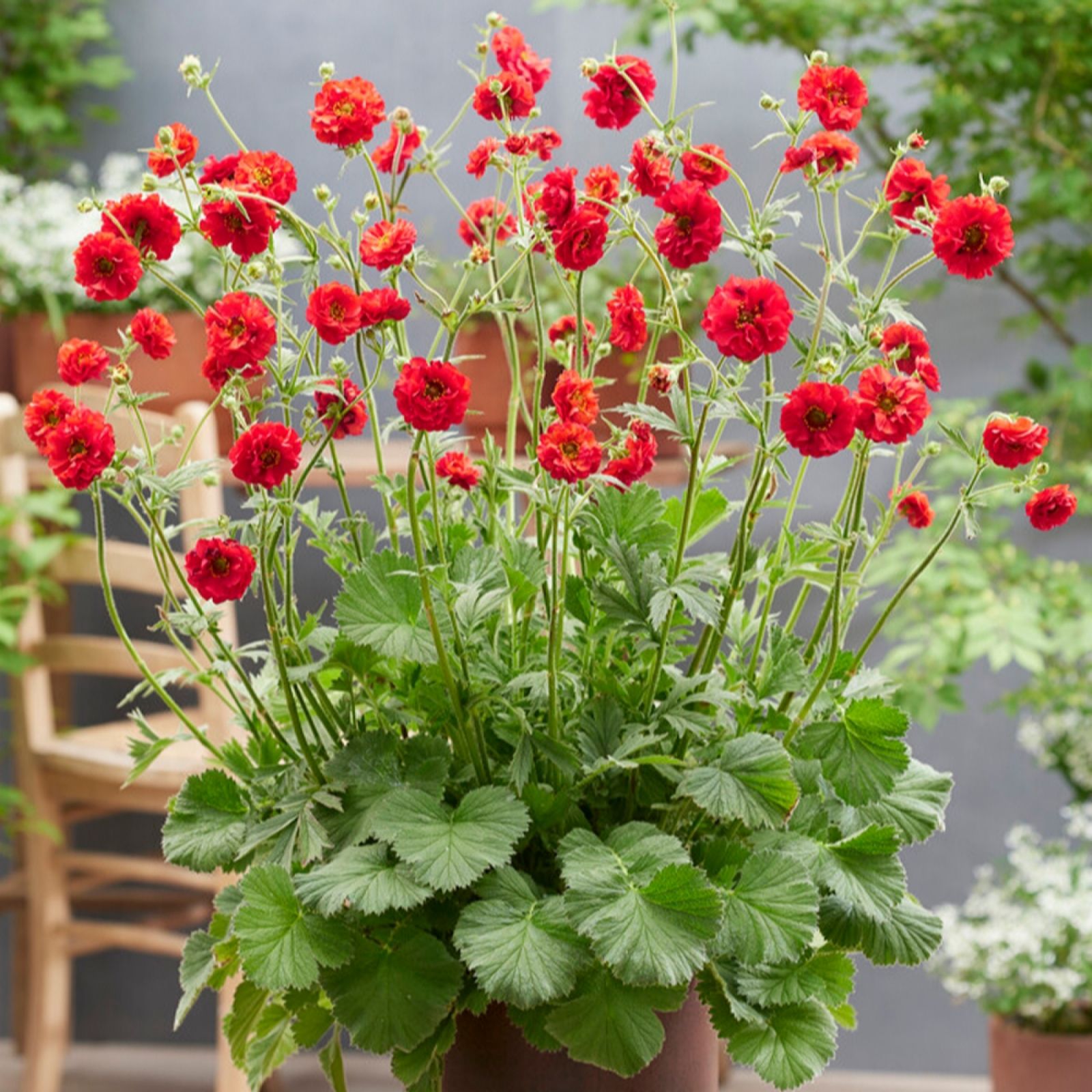 Yougarden Red Geum Firestarter 9Cm Pots X3