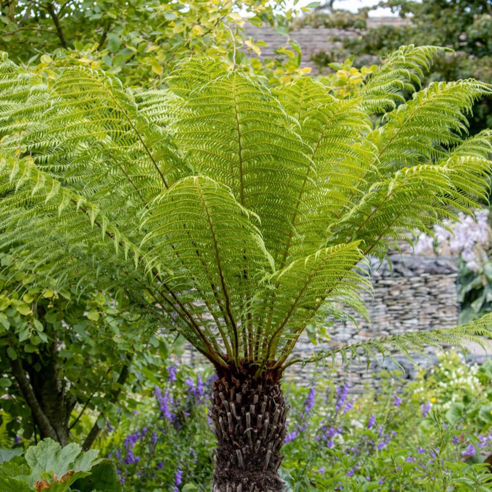 Yougarden Dicksonia Antartica In 9Cm Pots X3