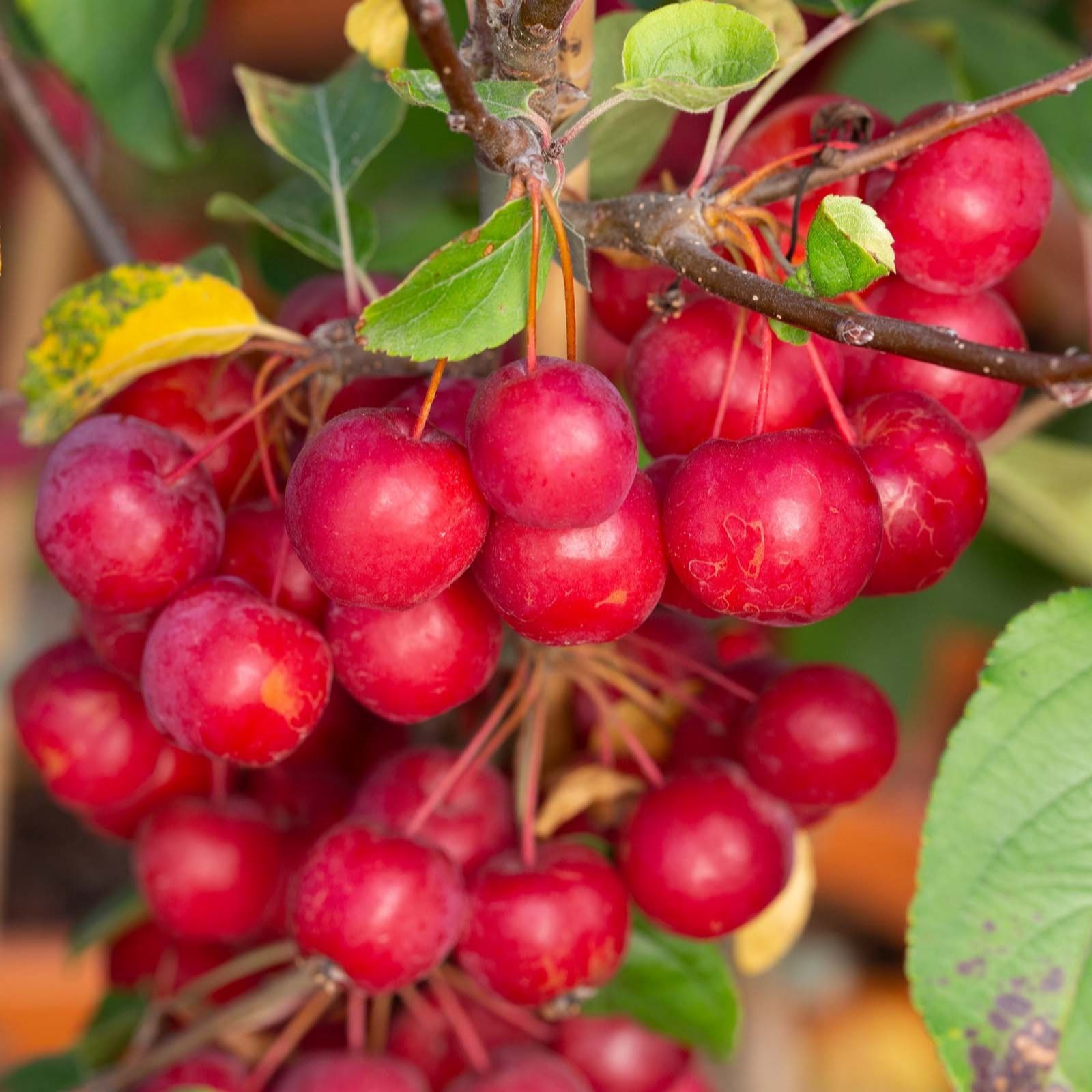 Frank P Matthews Red Malus X Rob Sentinel In 12 Litre Container